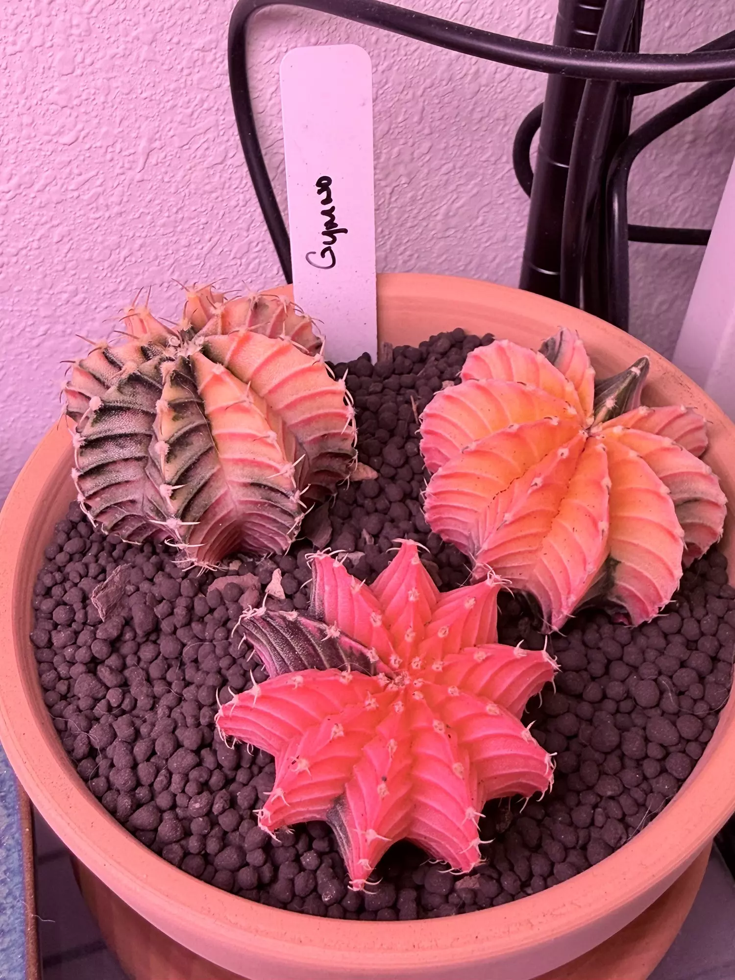 plant/3 Pack Gymnos LB Variegated-0
