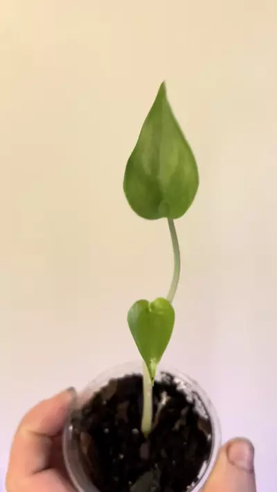plant/Alocasia tiny dancer-1-thumbnail