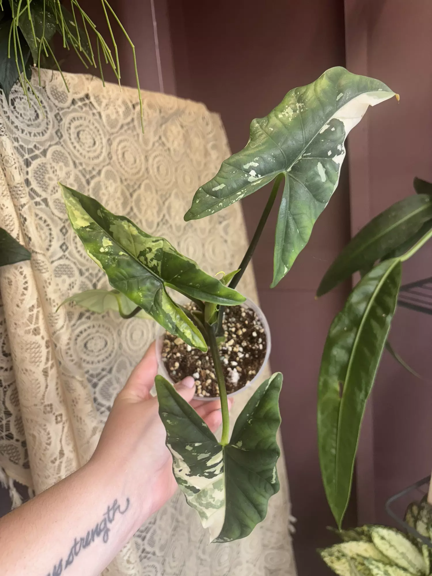 plant/Simpo Albo Mother plants-1