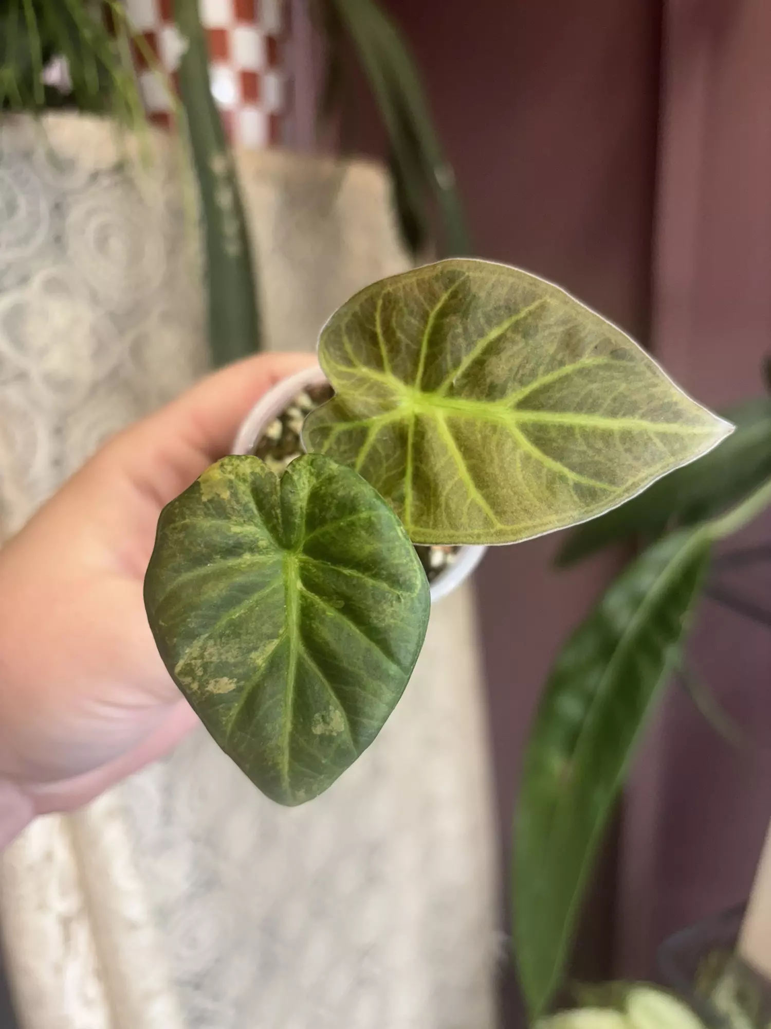 plant/Aurea Regal Sheilds-0