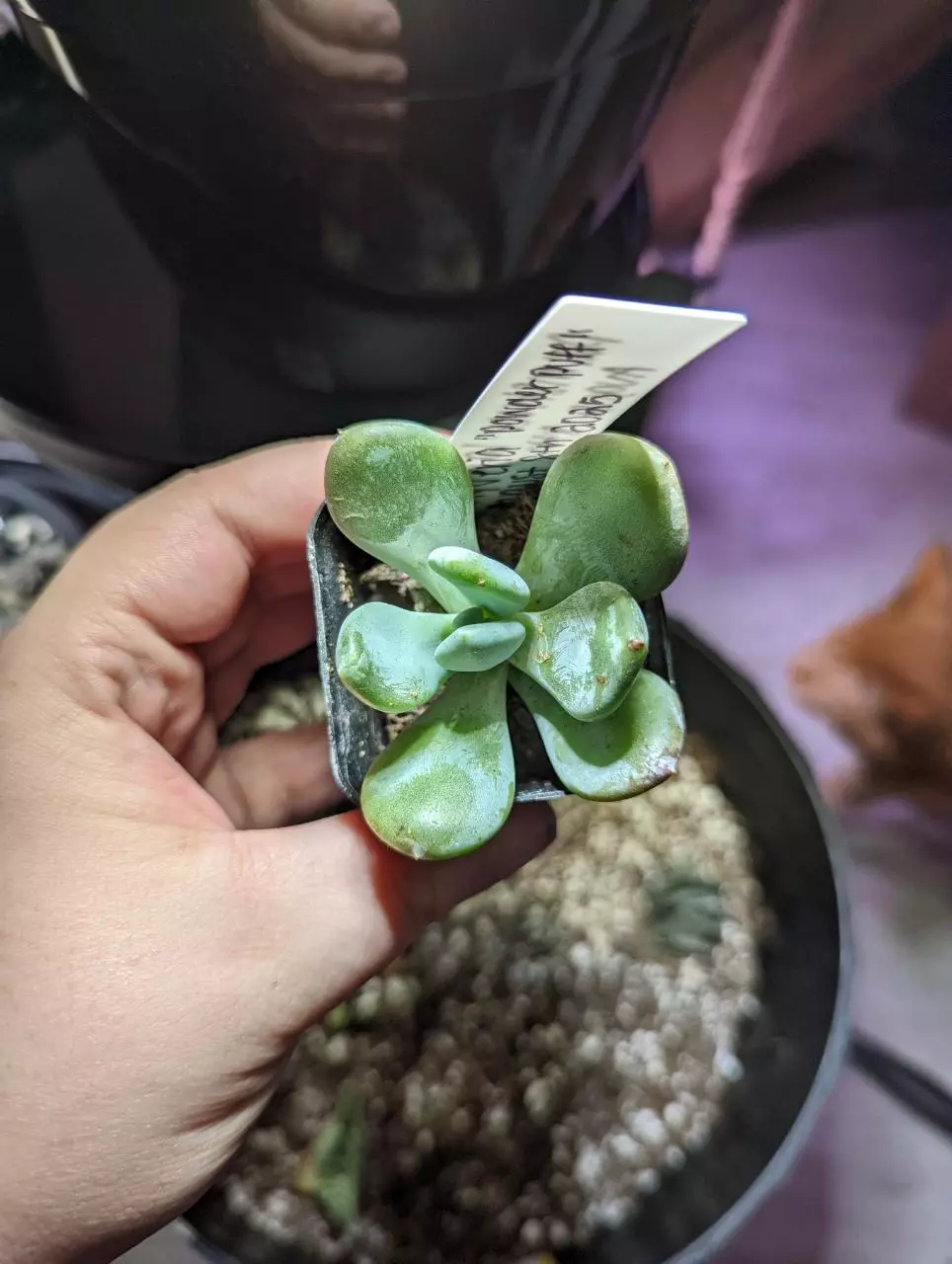plant/Pachyveria "Powder Puff" Succulent-0
