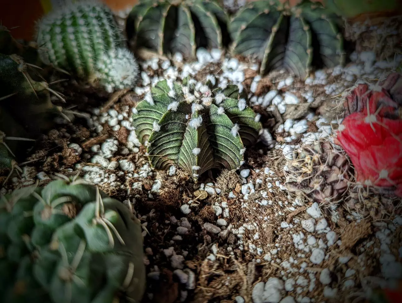 plant/LB gymno-1