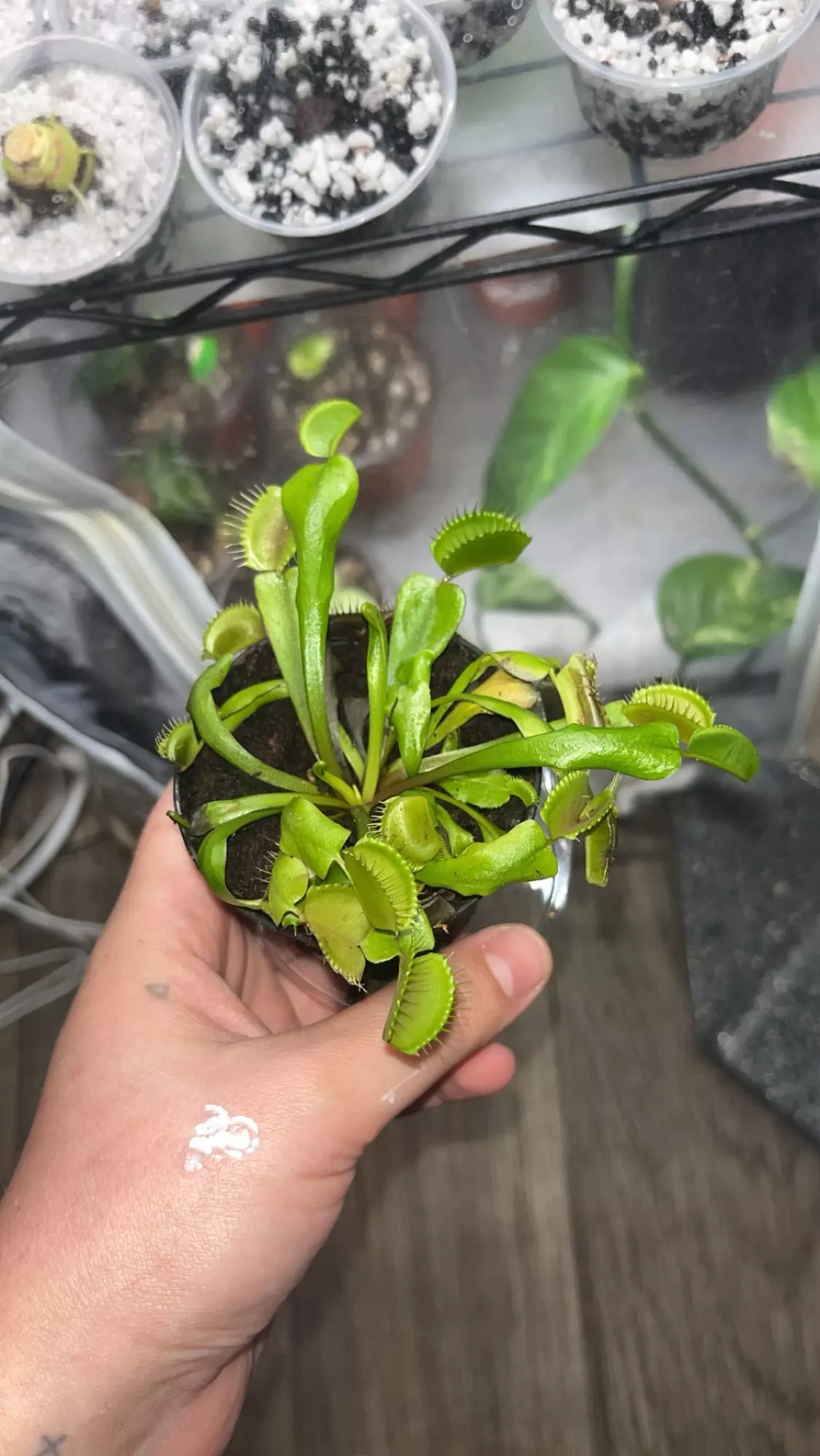 plant/Venus Fly Trap -0