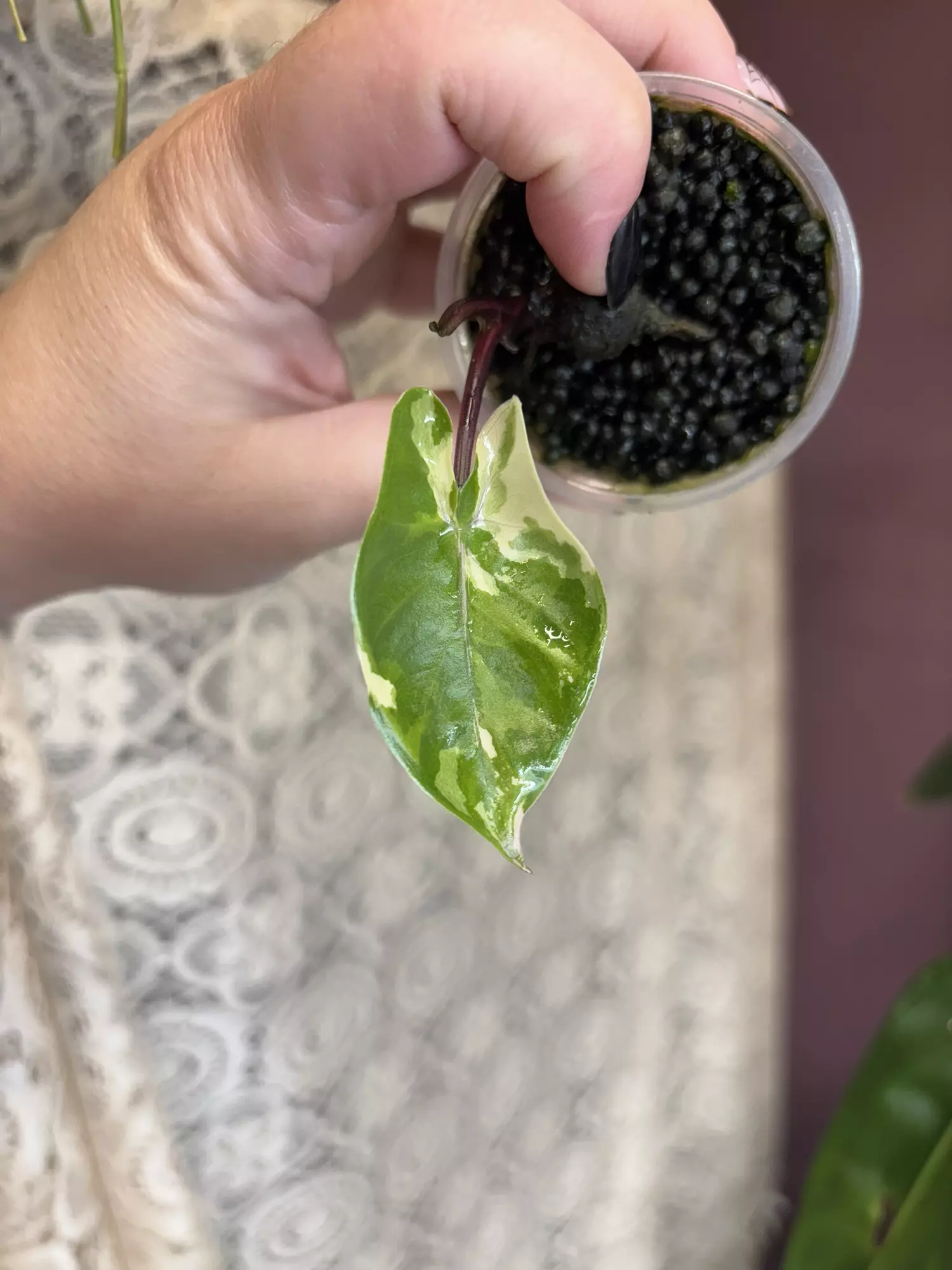 plant/Black Stem Albo-0