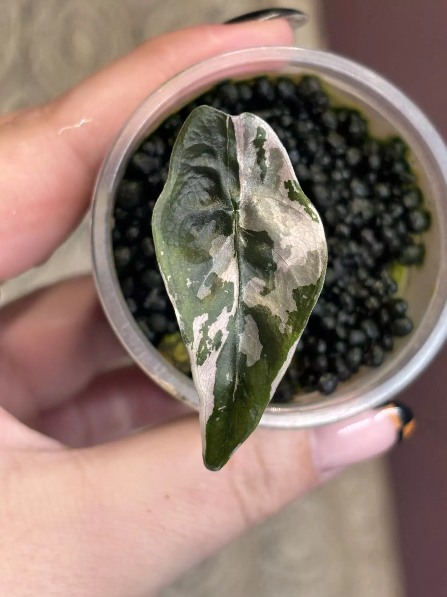 plant/Pink Chantieri-0