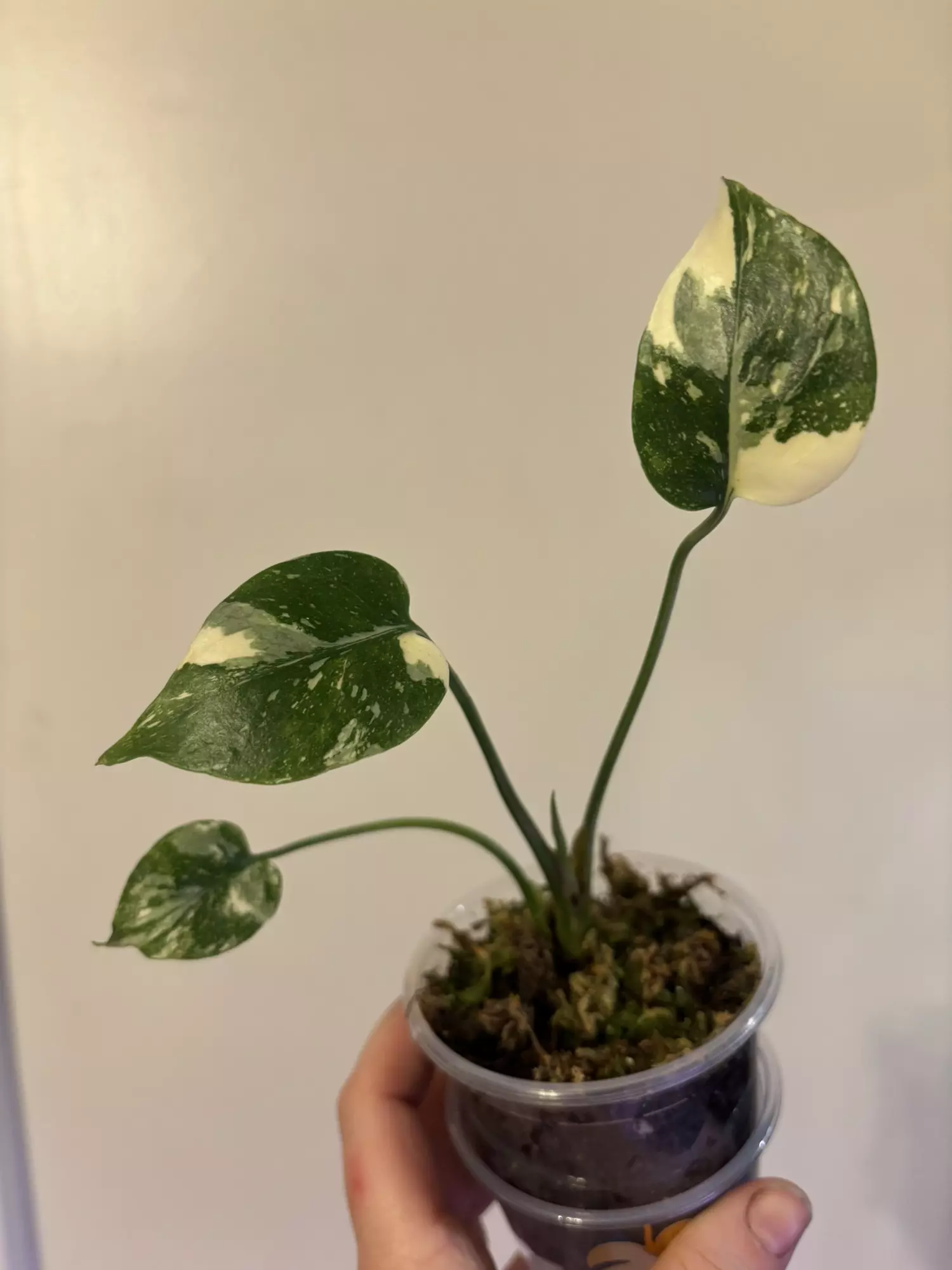 plant/Monstera cream burlee-0