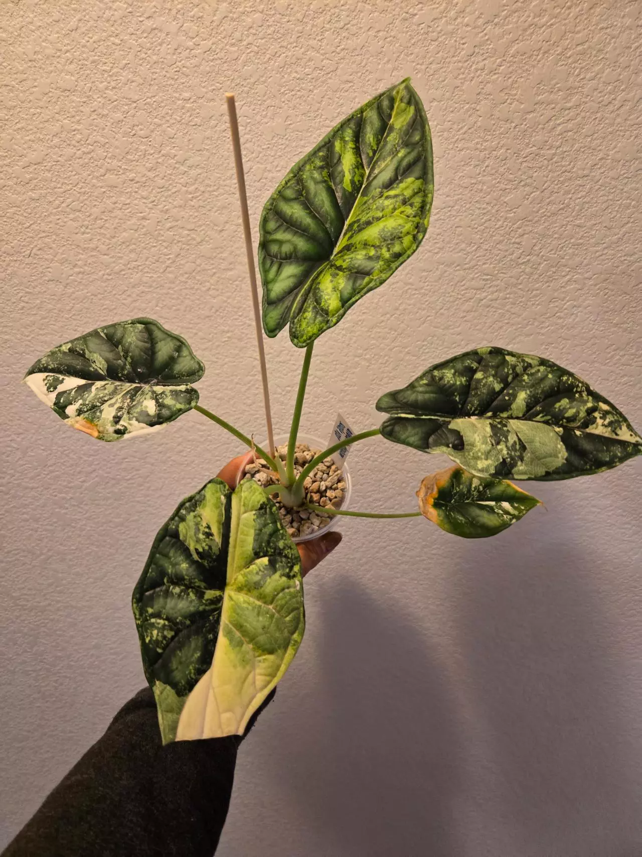 plant/alocasia dragon scale albo corm-0