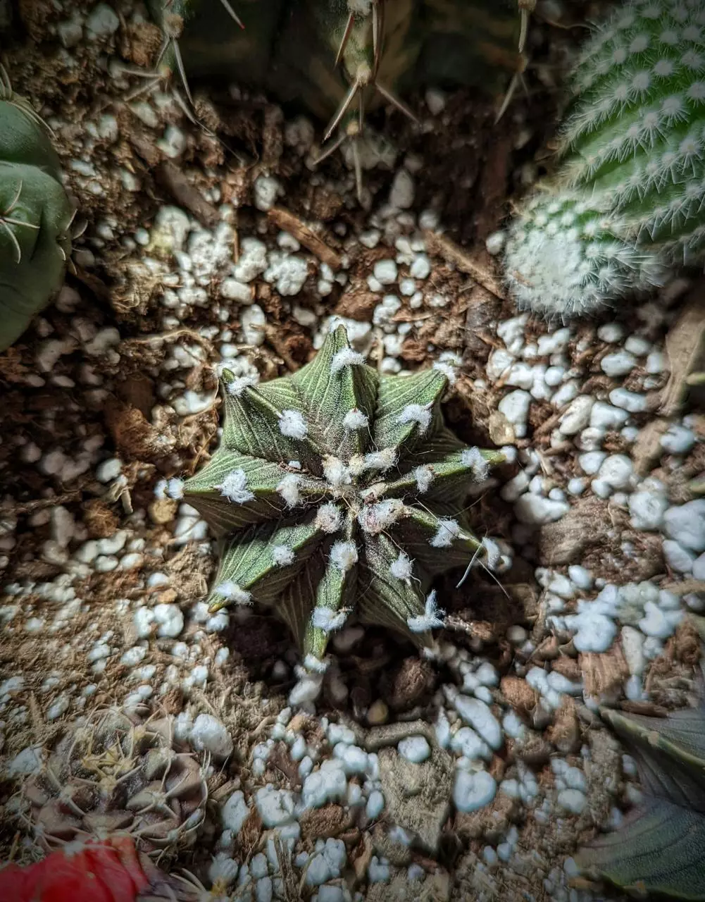plant/LB gymno-0