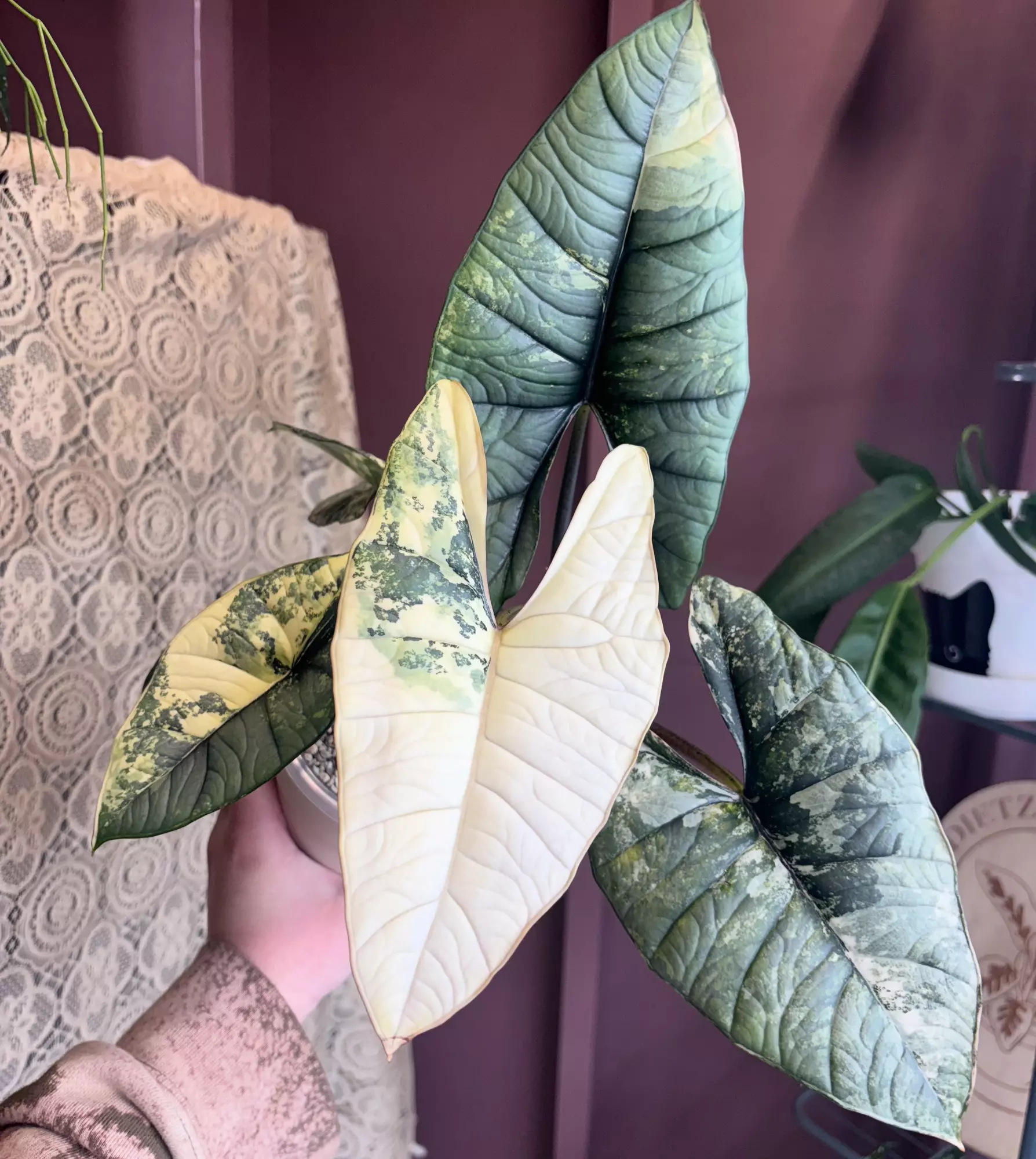 plant/Alocasia Bisma Platinum Albo-0