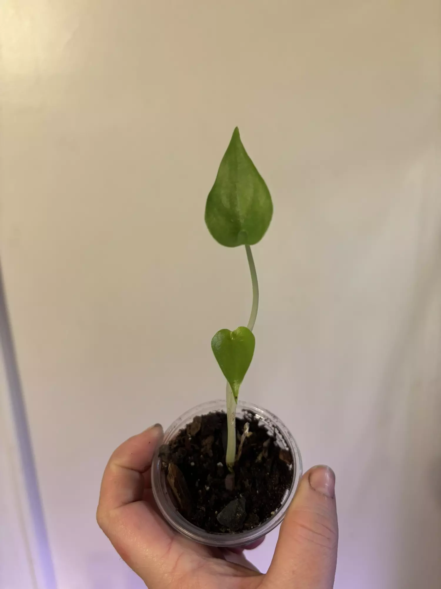 plant/Alocasia tiny dancer-0