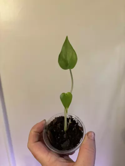 plant/Alocasia tiny dancer-0-thumbnail