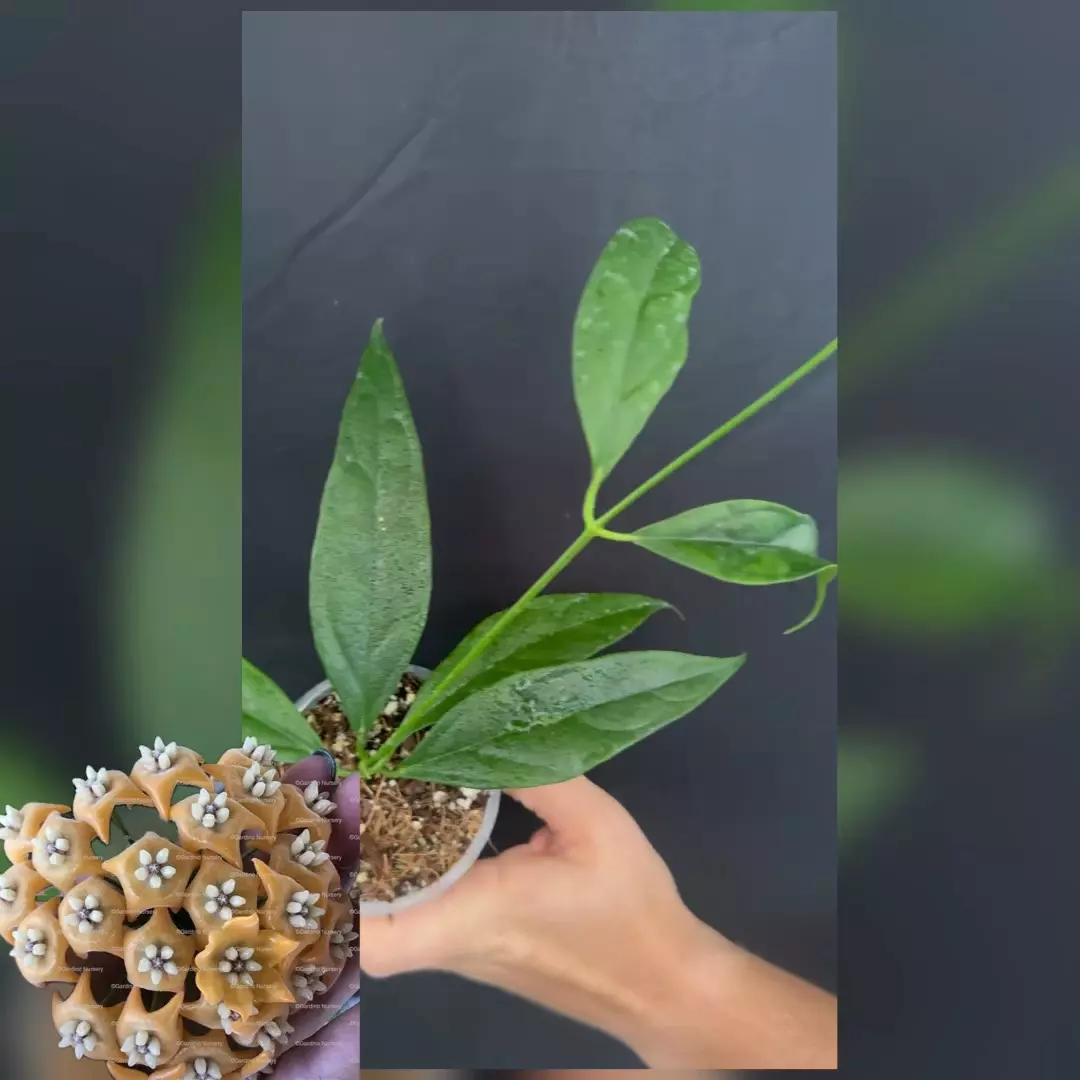 plant/Hoya chewiorum-0