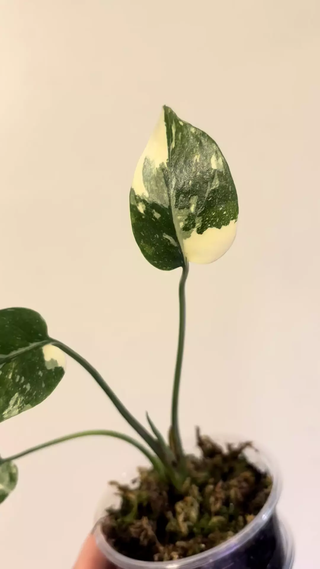 plant/Monstera cream burlee-1