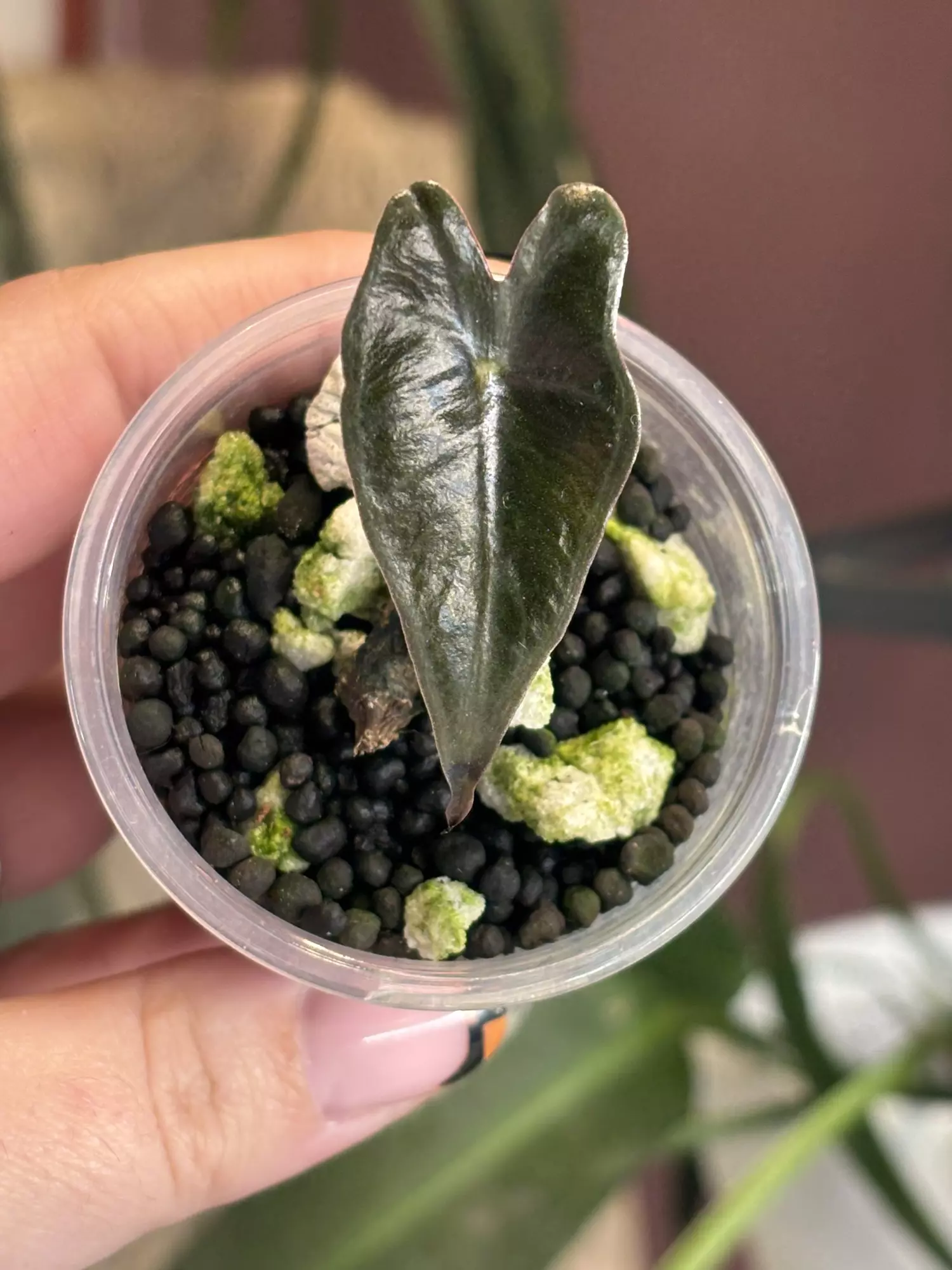 plant/Silver Nobillis-0