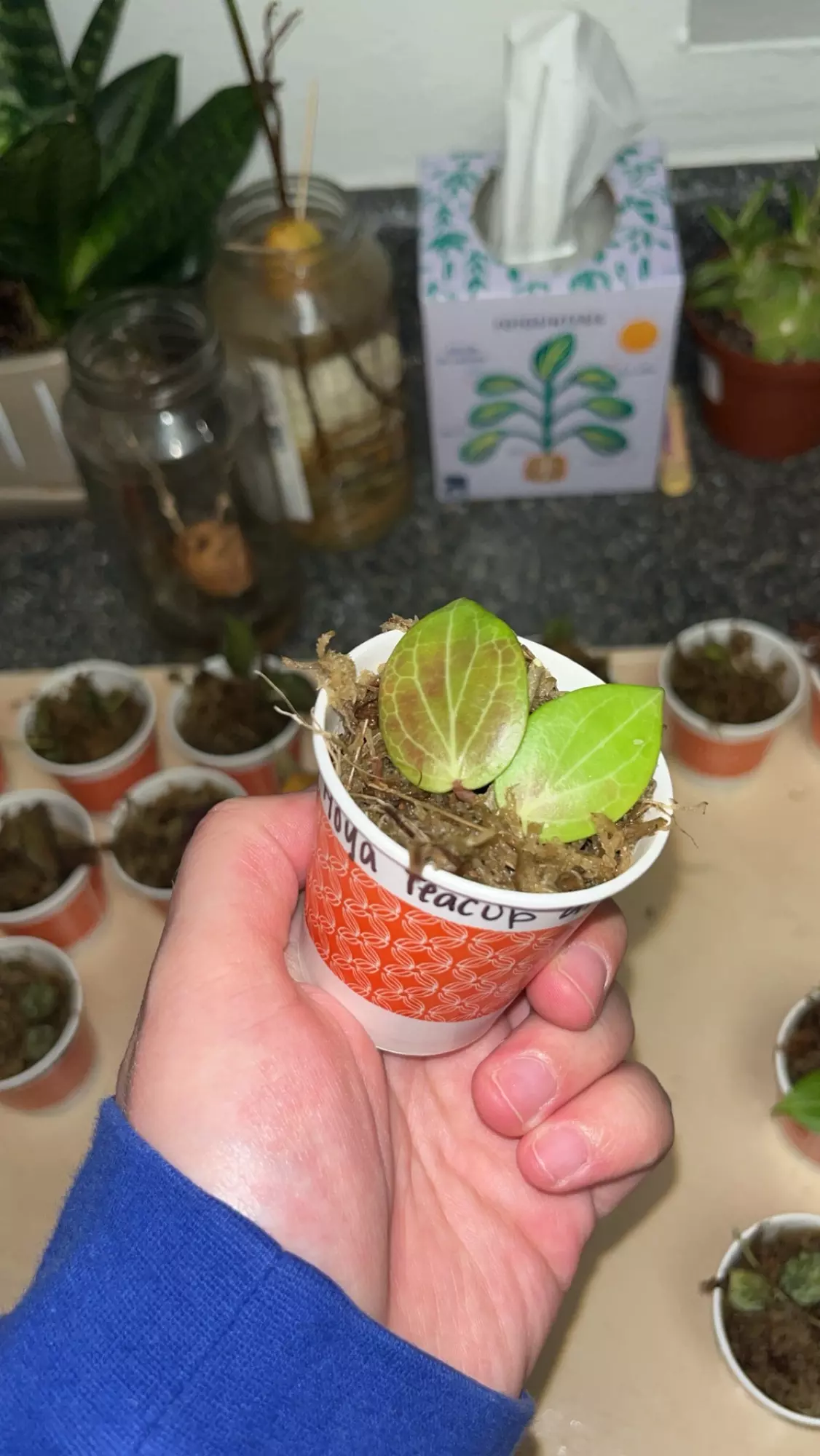 plant/Hoya Teacup Anenome-0