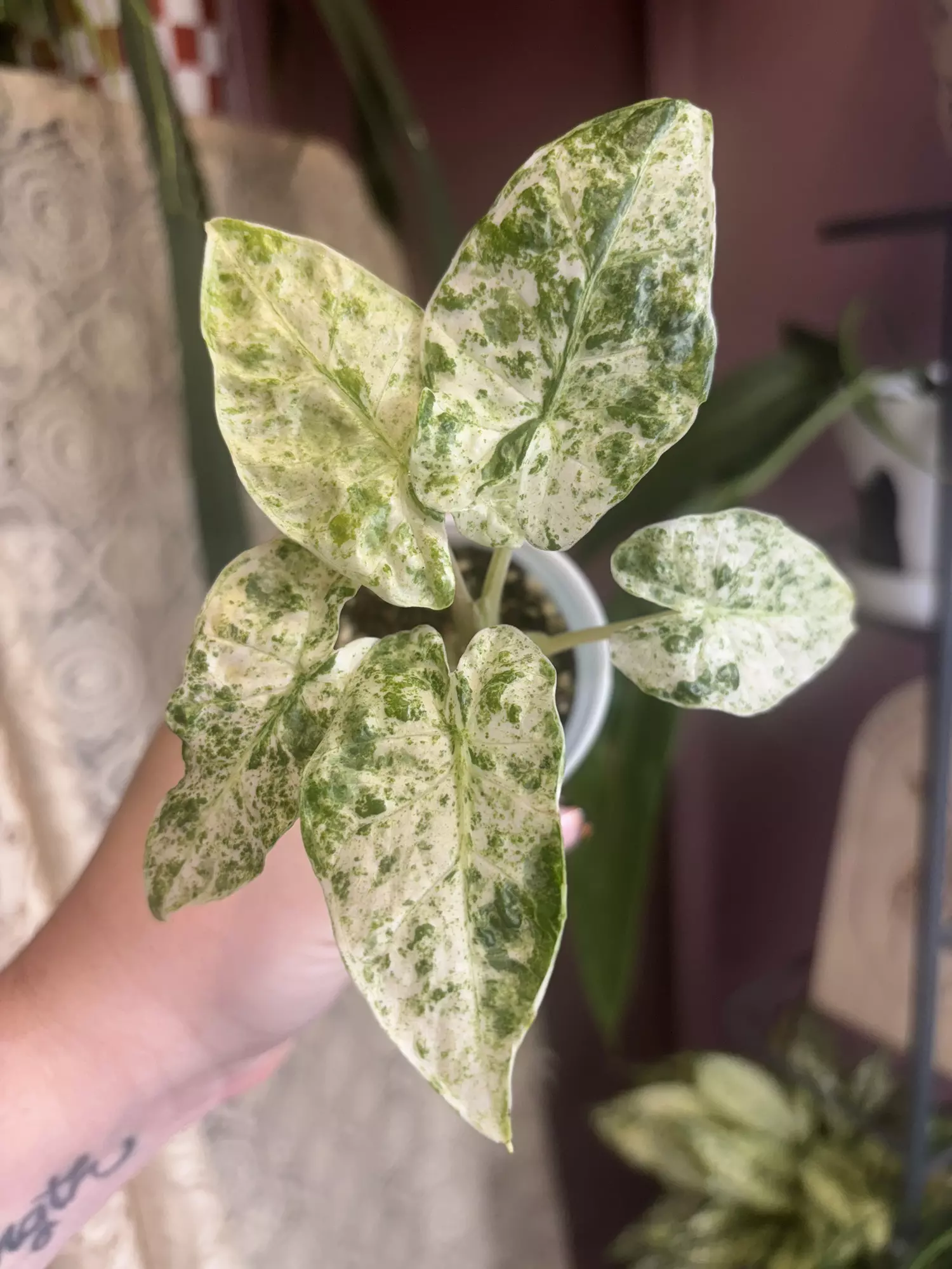 plant/Alocasia Batik-0