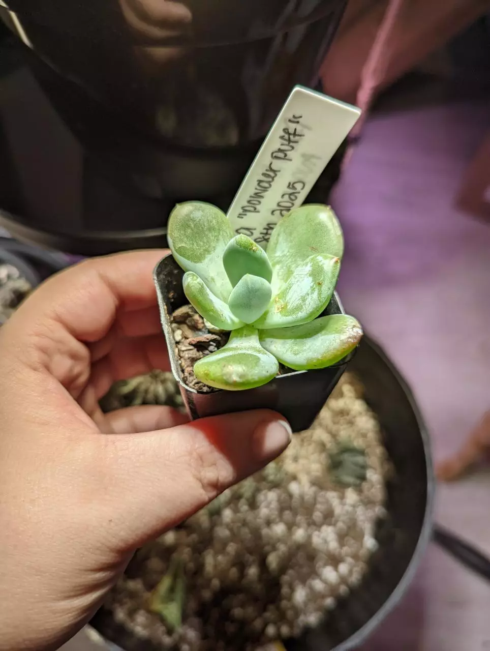 plant/Pachyveria "Powder Puff" Succulent-1