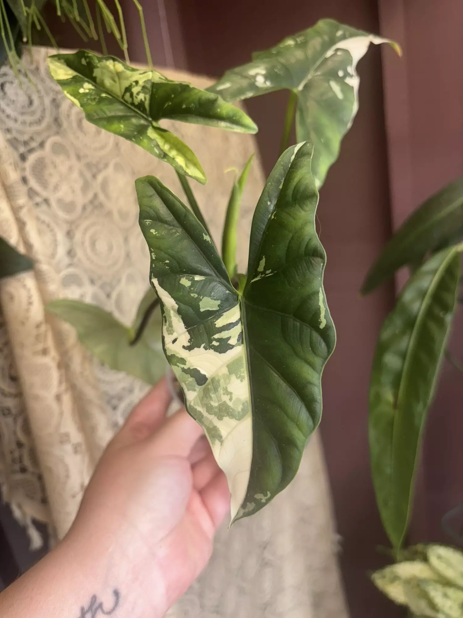 plant/Simpo Albo Mother plants-0