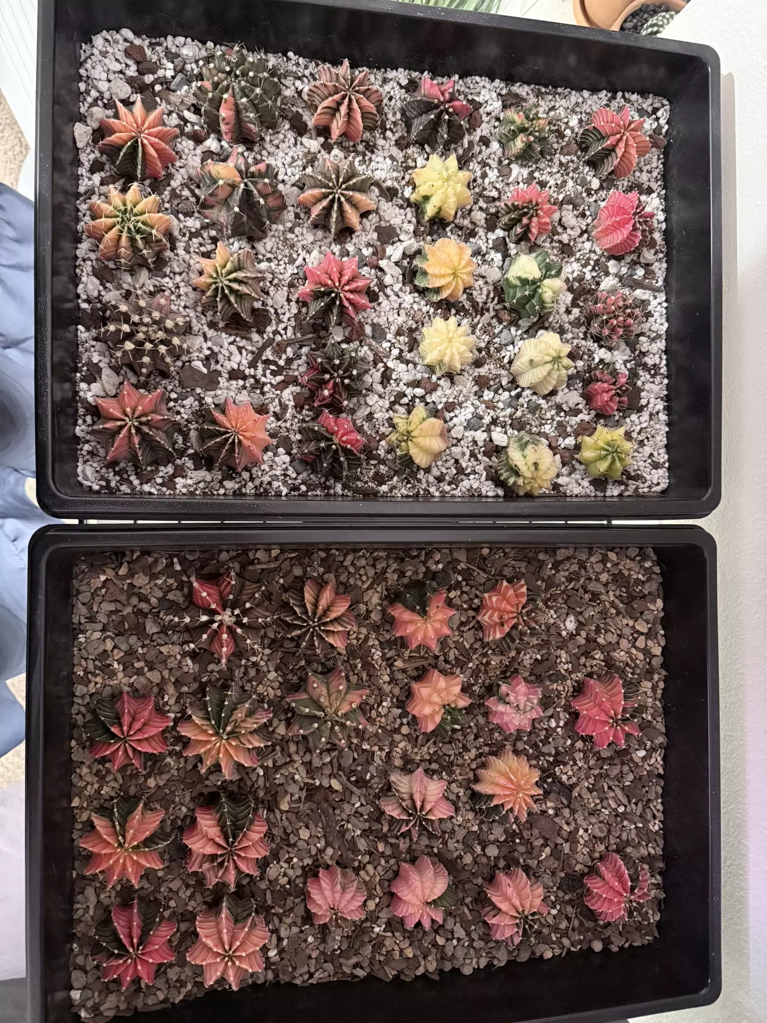 plant/Grower’s Choice Gymno-1