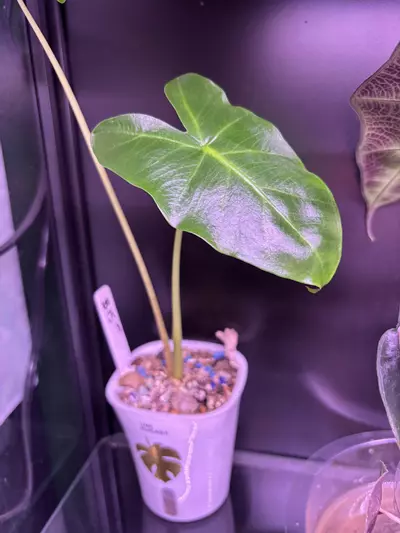plant/Lemon Alocasia-0-thumbnail