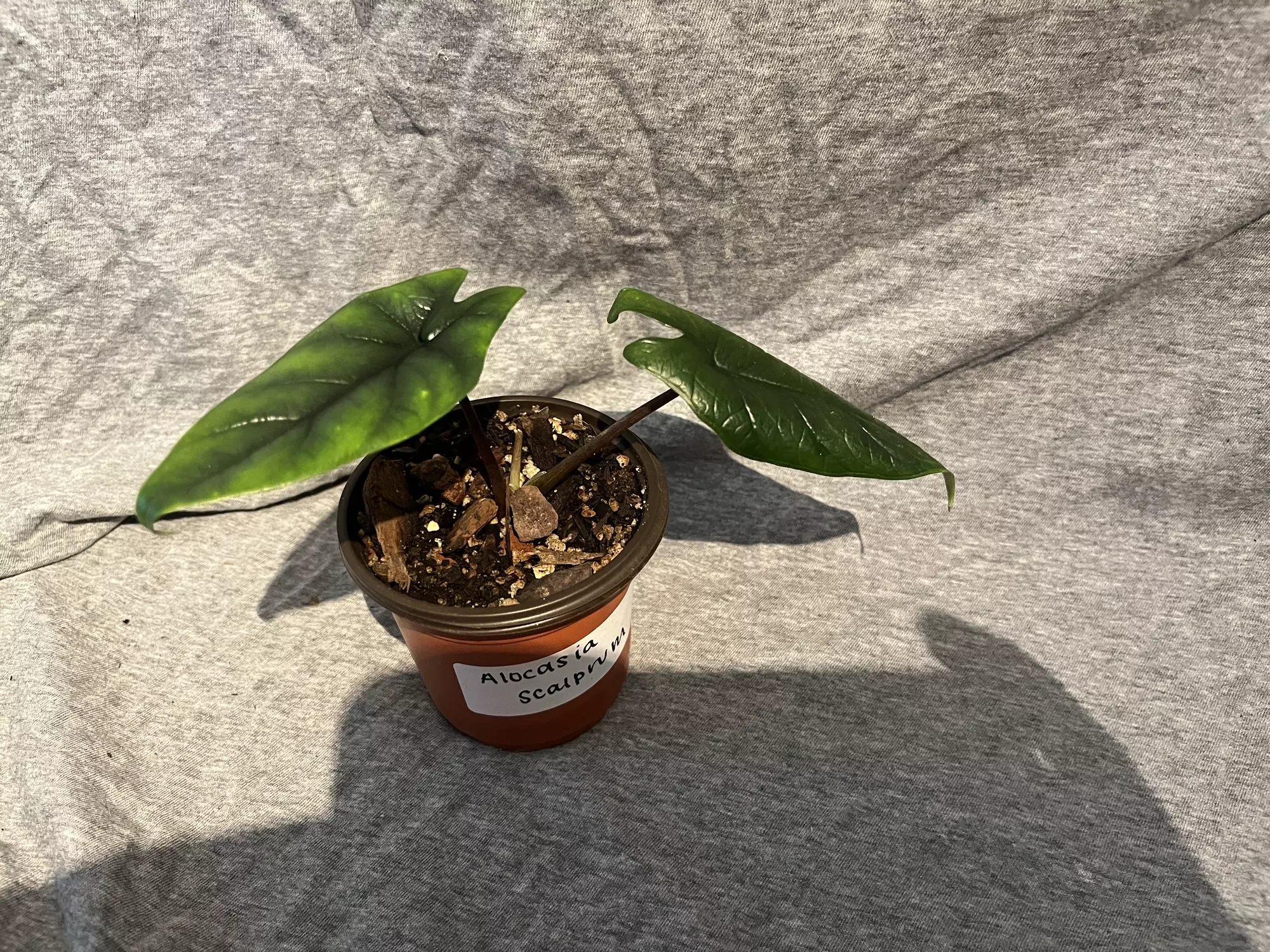 plant/Alocasia Scalprum-0