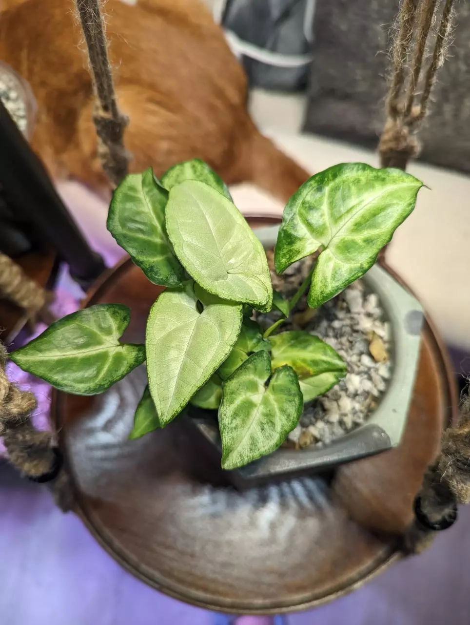plant/No I.D. Leafy plant-0