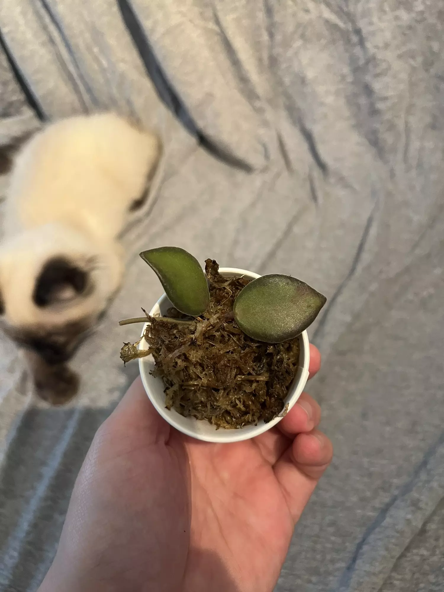 plant/Hoya NS-05-240-1