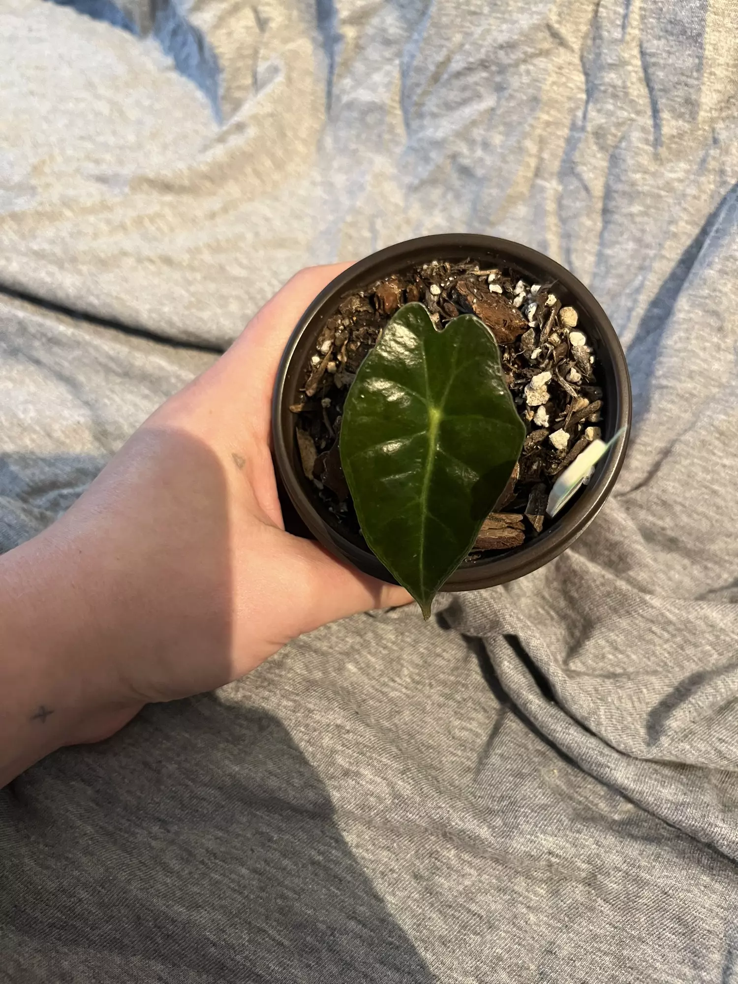 plant/Alocasia Polly-2