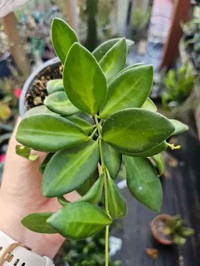 plant/Hoya Sea Stone-0-thumbnail