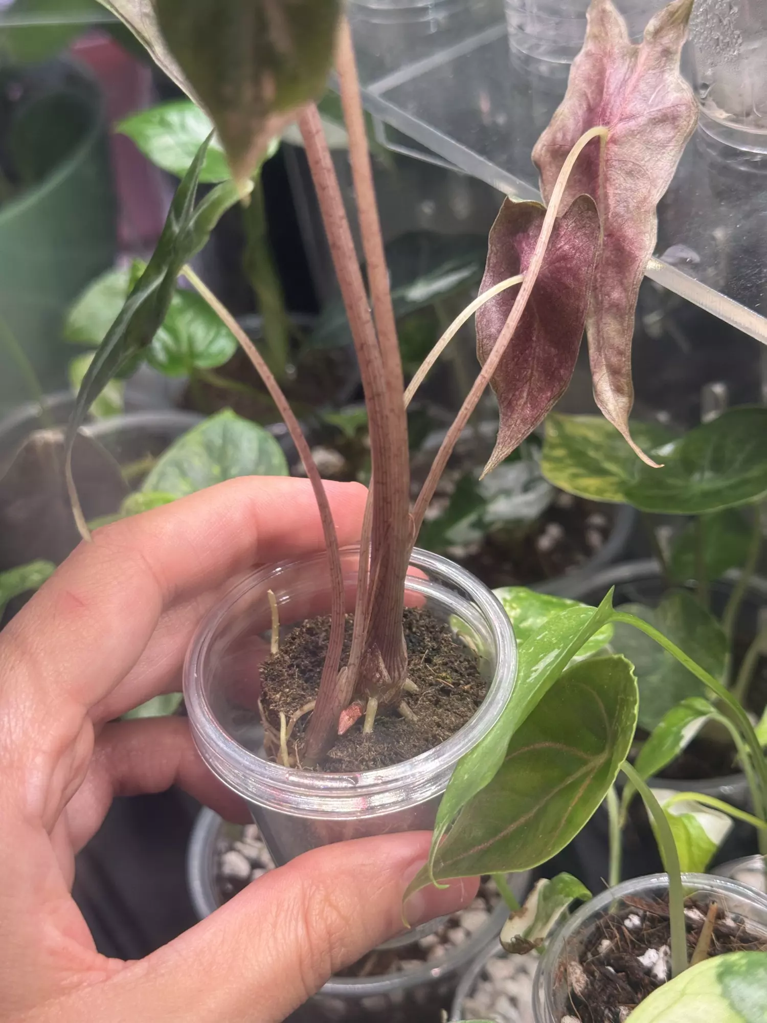 plant/Nobilis Pink Low Var Mama-4