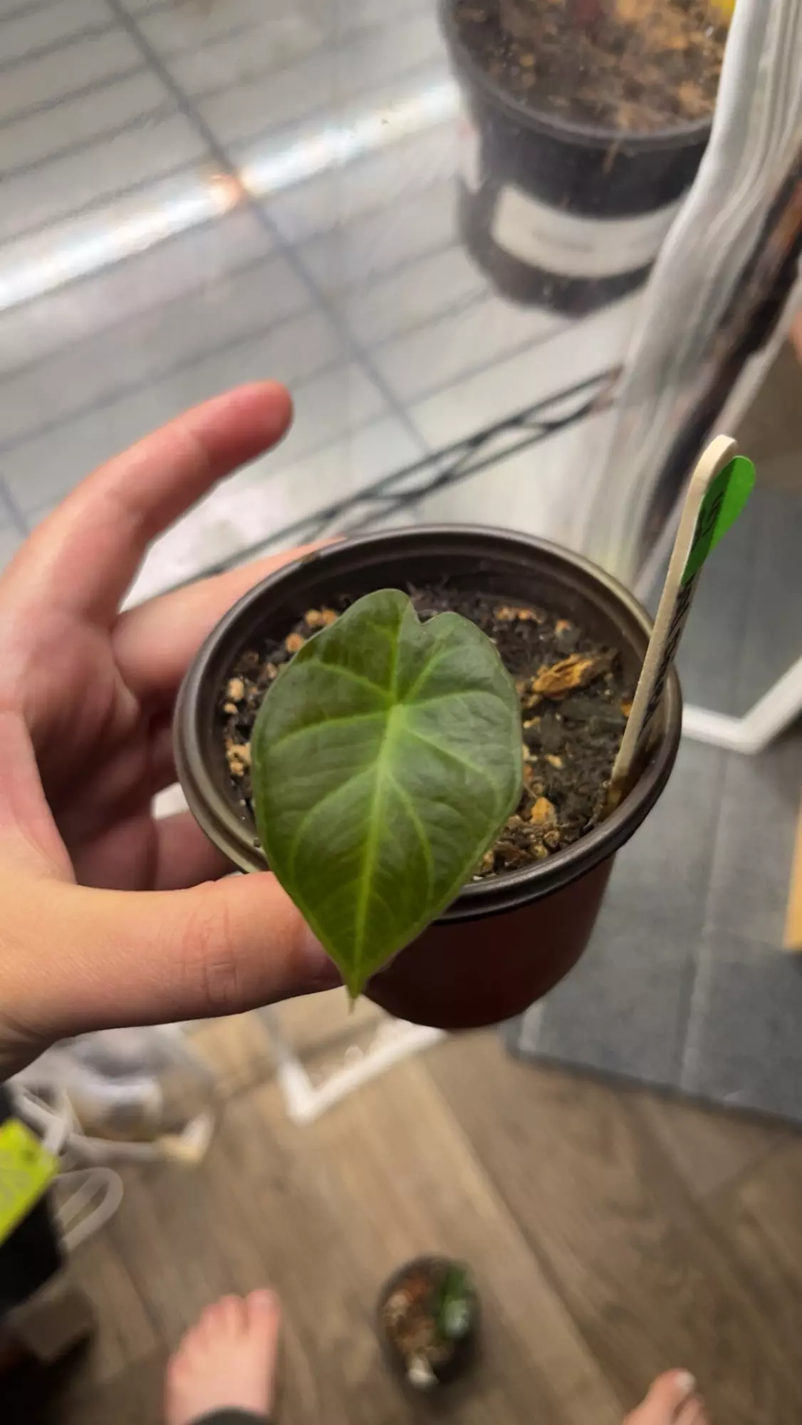 plant/Alocasia Regal Shield-0