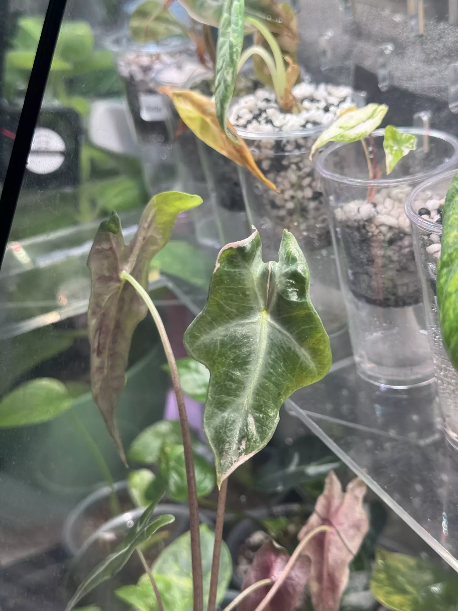 plant/Nobilis Pink Low Var Mama-0
