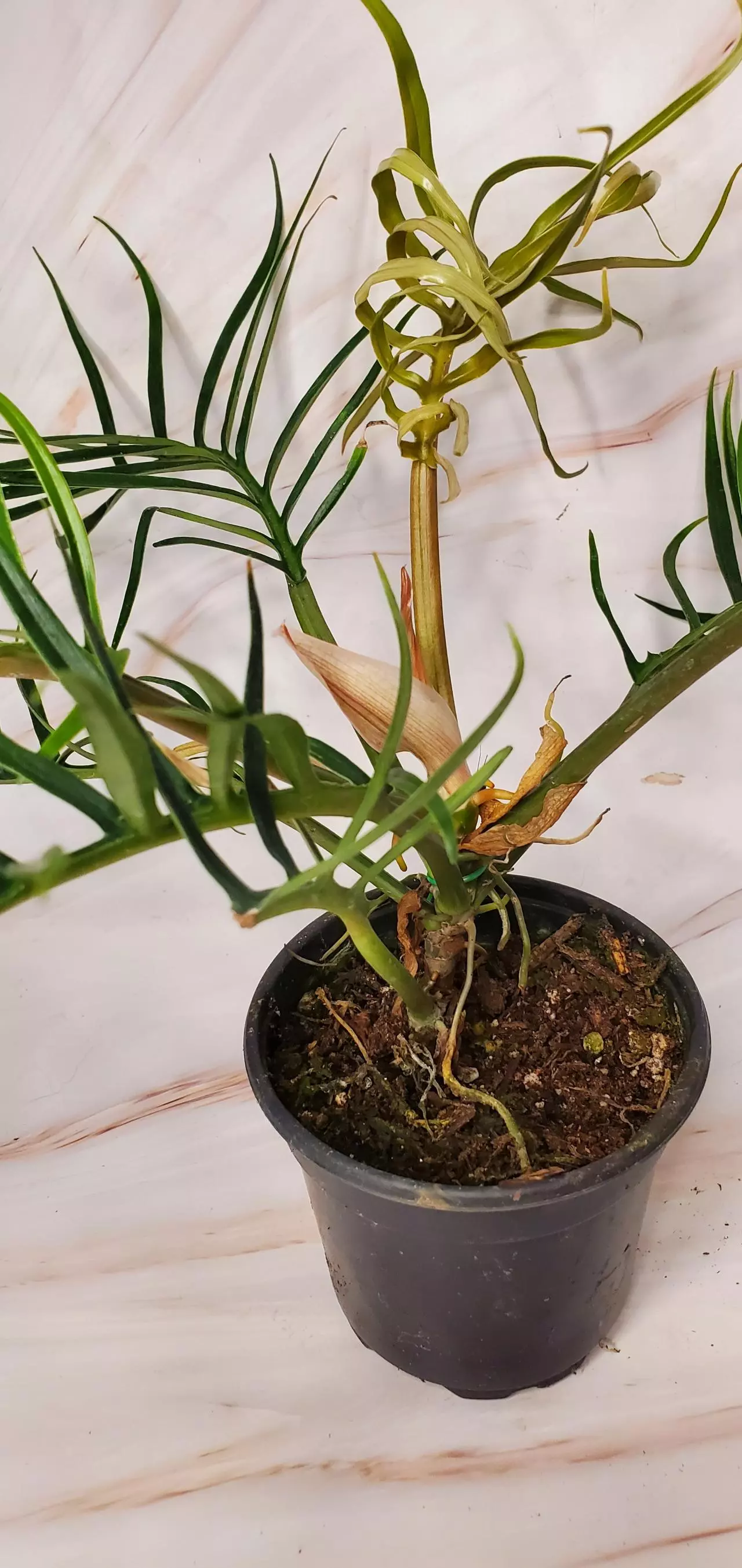 plant/Philo Tortum-2