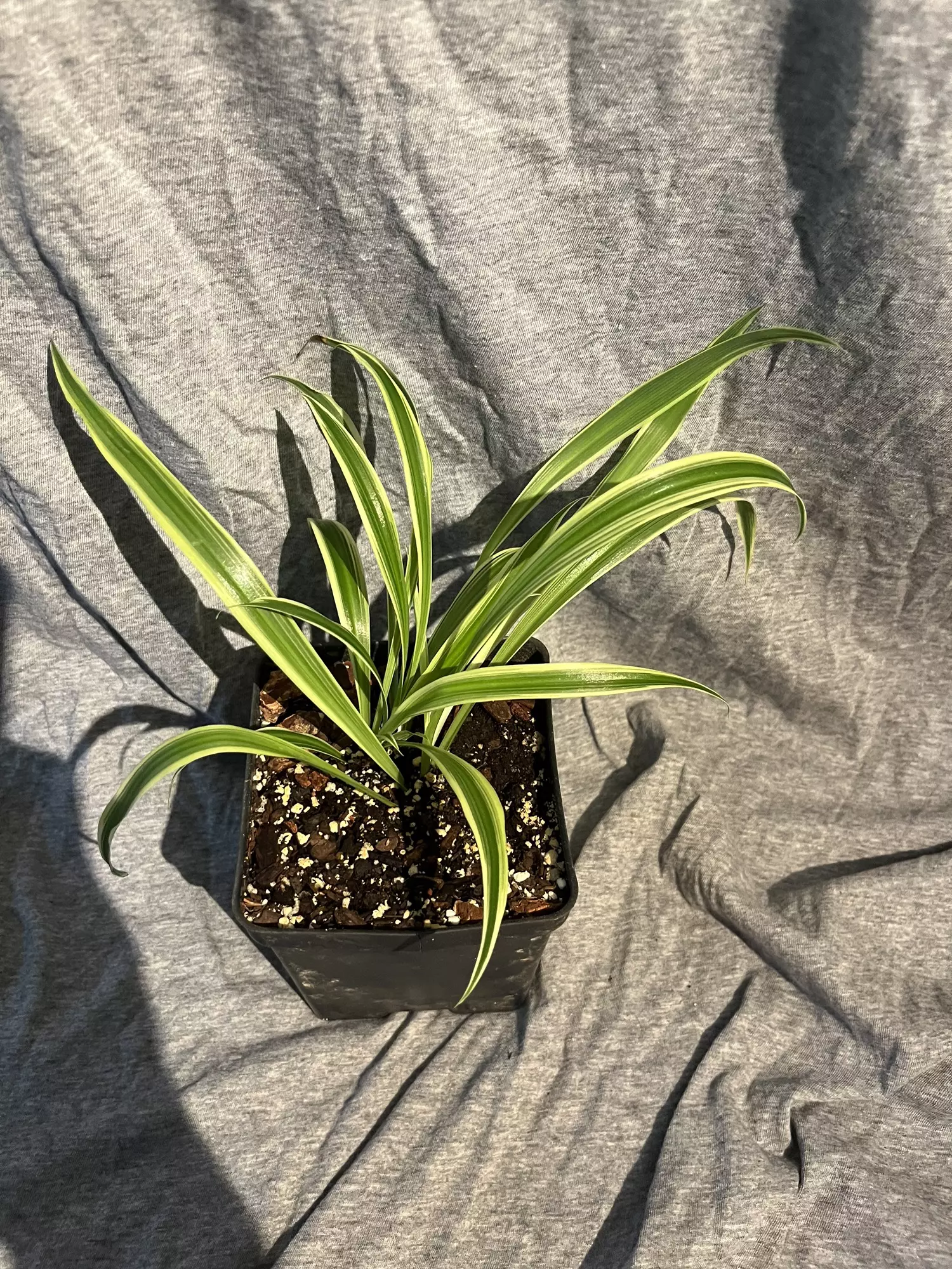 plant/Spider plant-0