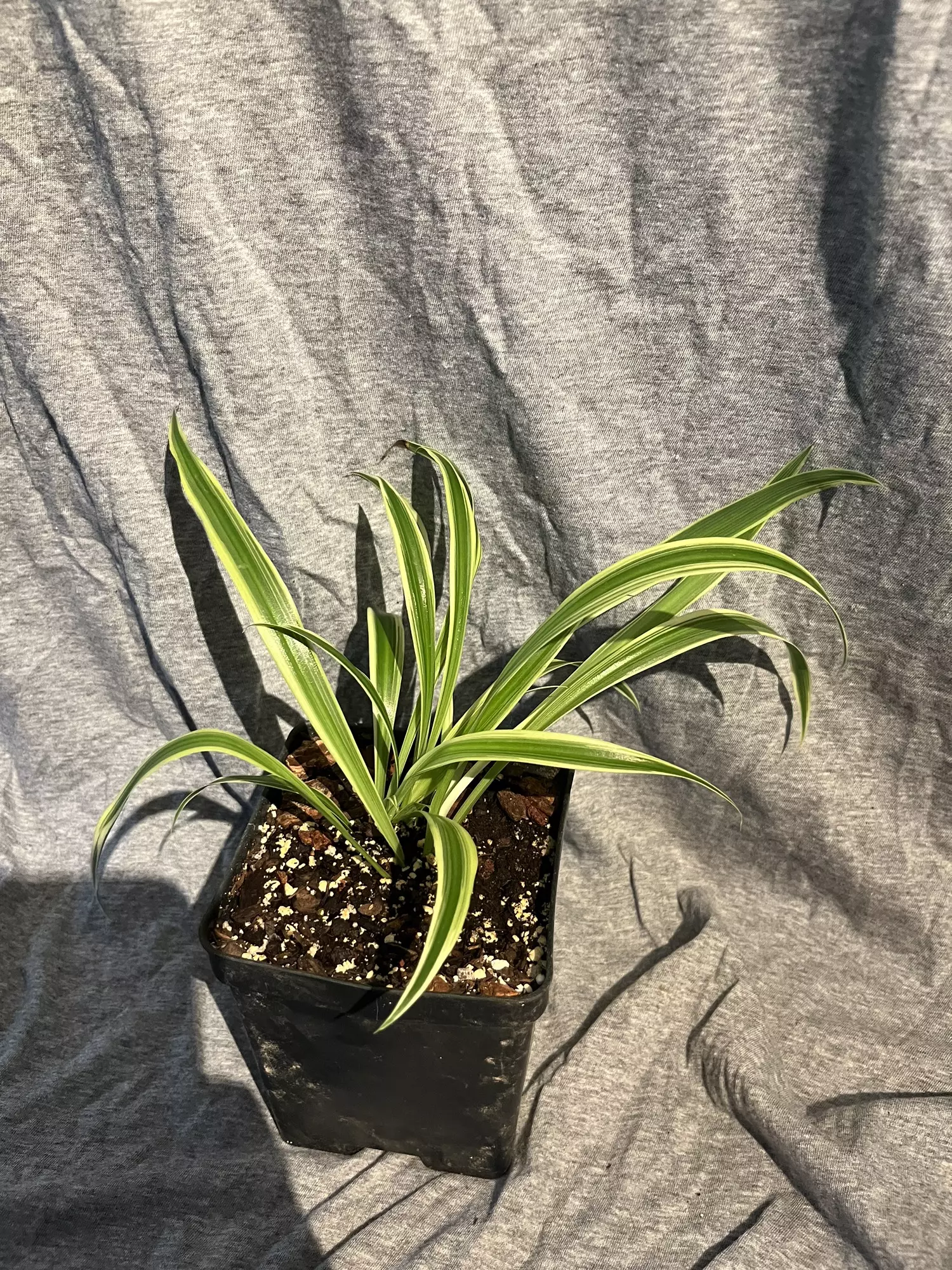 plant/Spider plant-1
