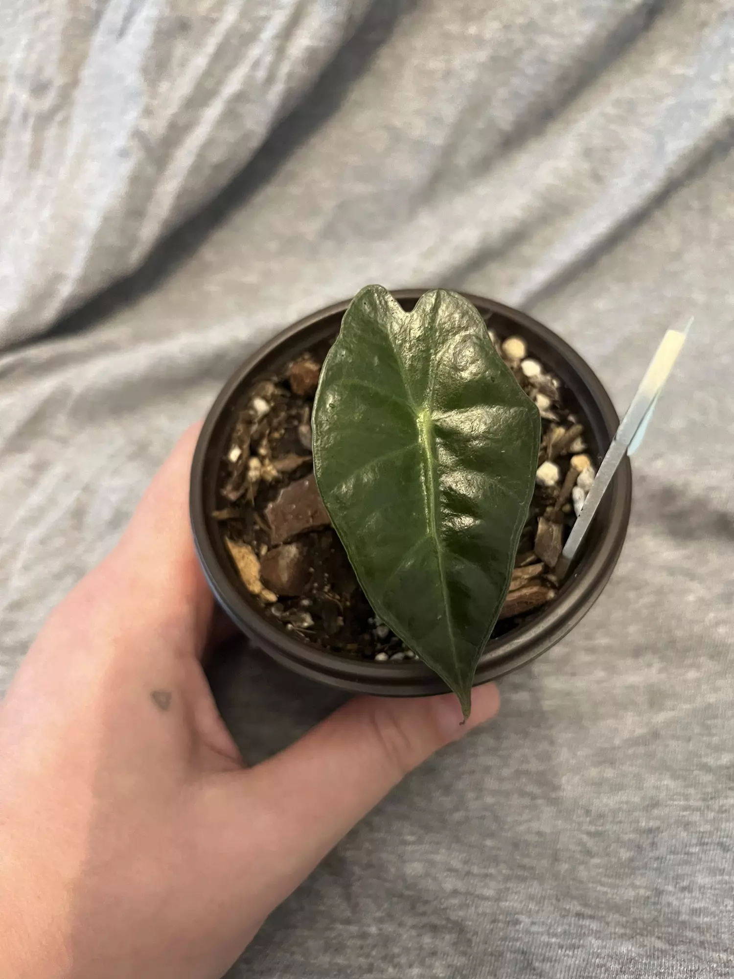 plant/Alocasia Polly-0