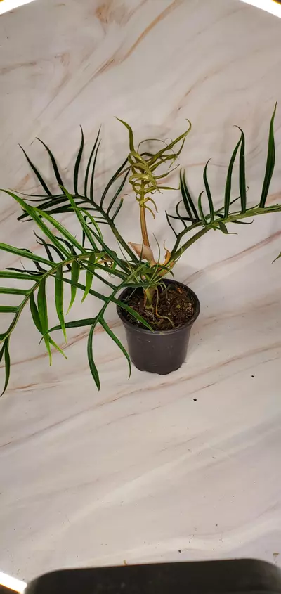 plant/Philo Tortum-0-thumbnail