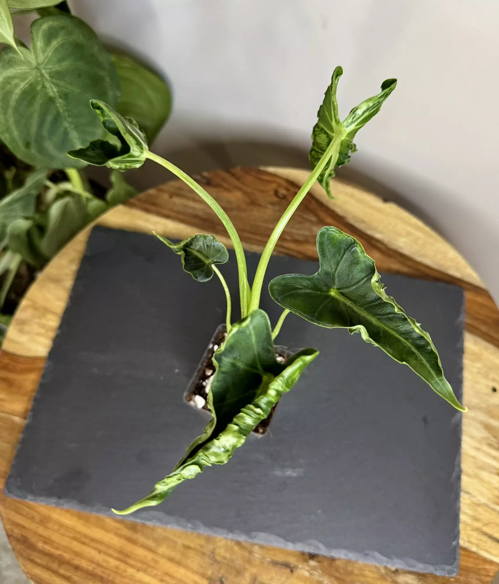 plant/Alocasia Frydek Tattoo/Emerald Tide-0