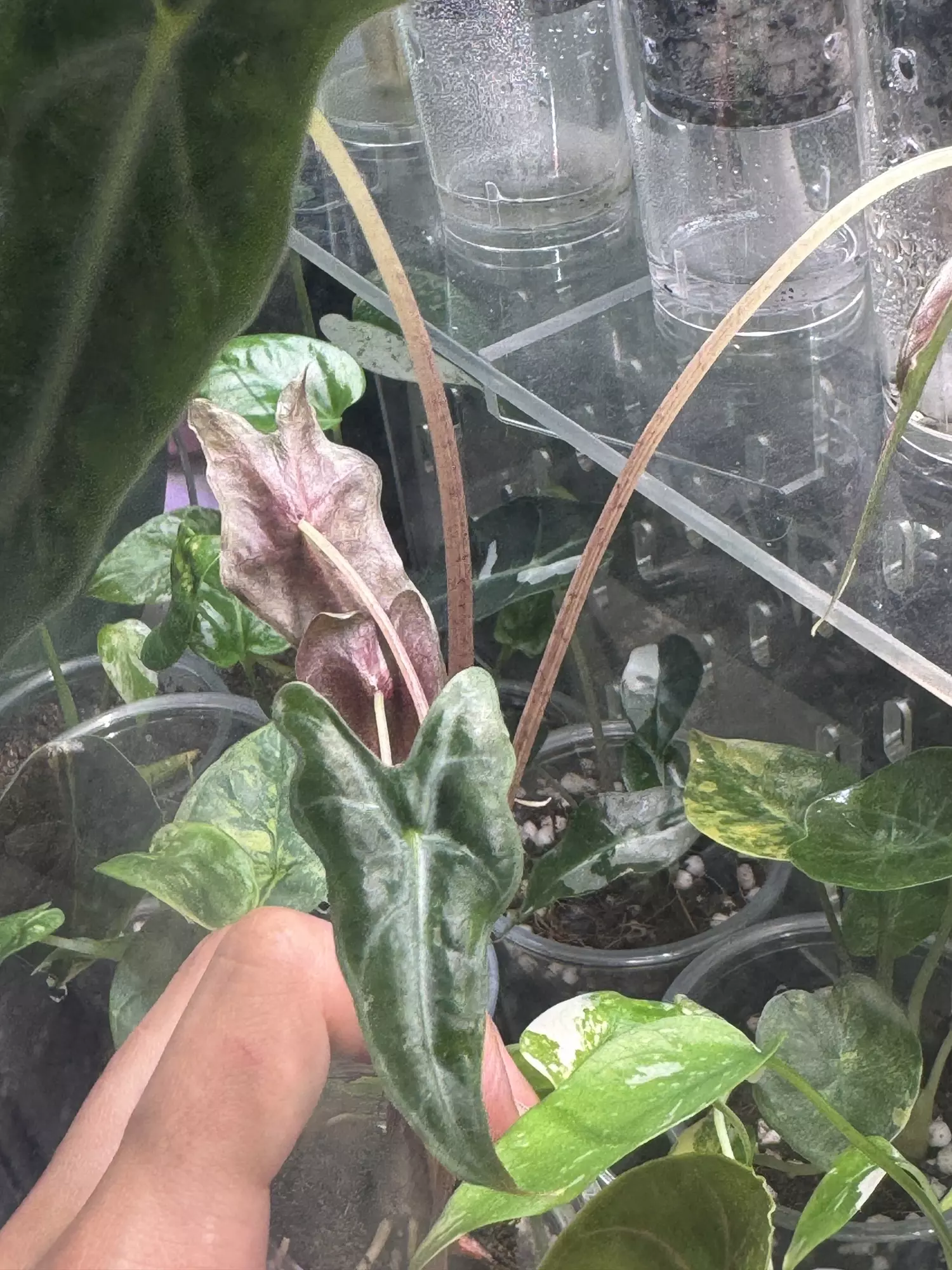 plant/Nobilis Pink Low Var Mama-1