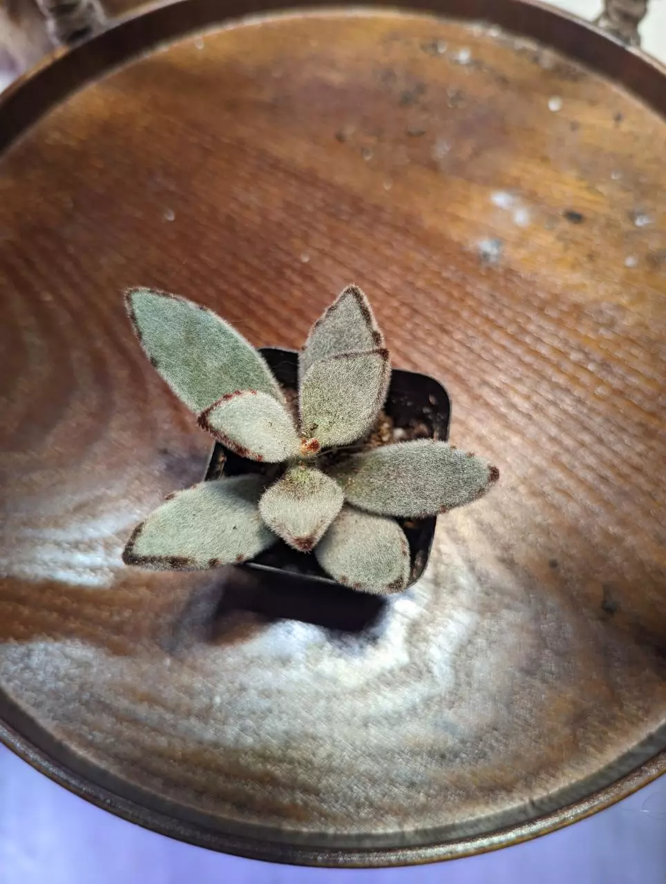 plant/Kalanchoe Tomentosa "Panda Plant"-0