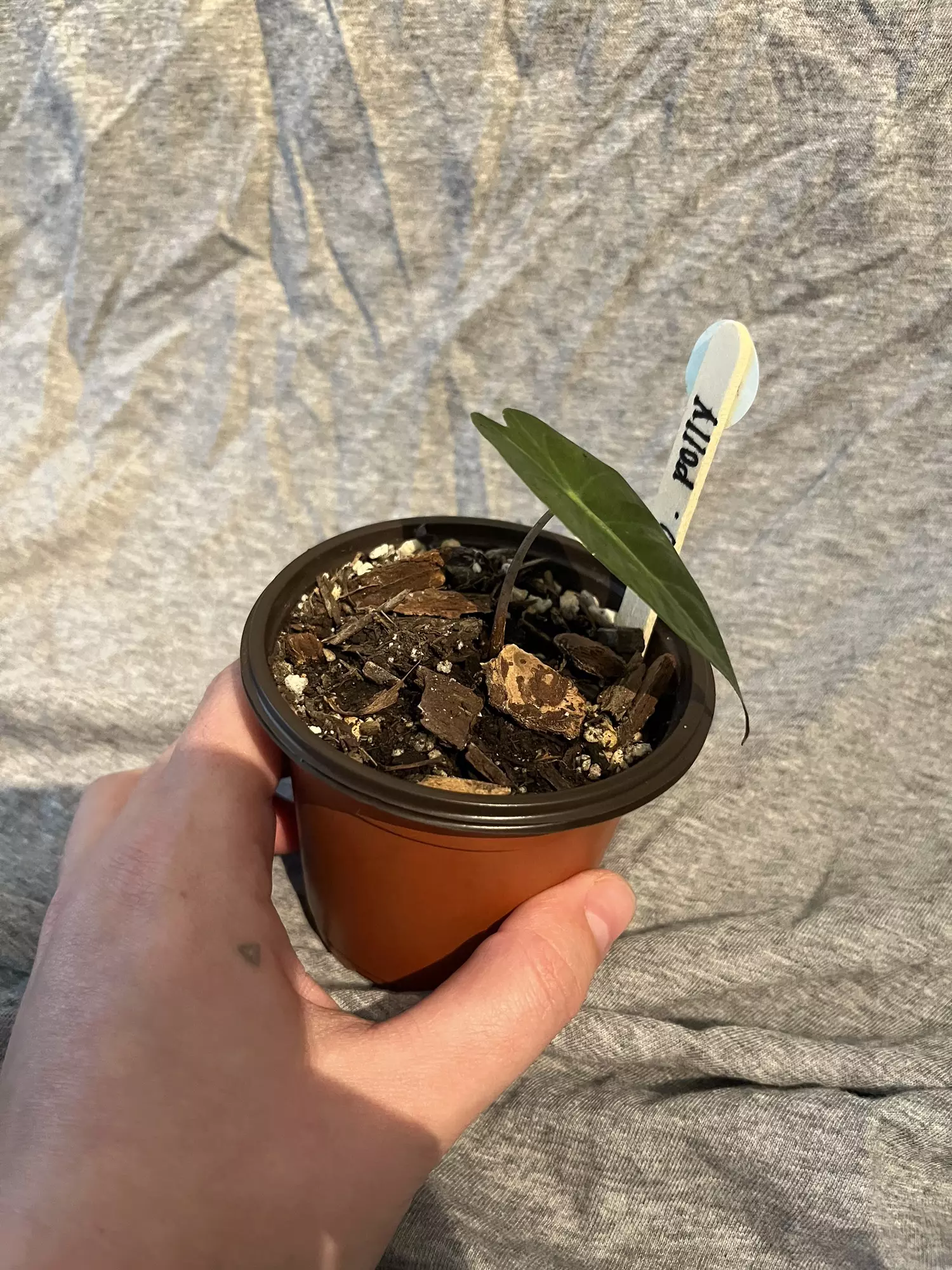 plant/Alocasia Polly-1