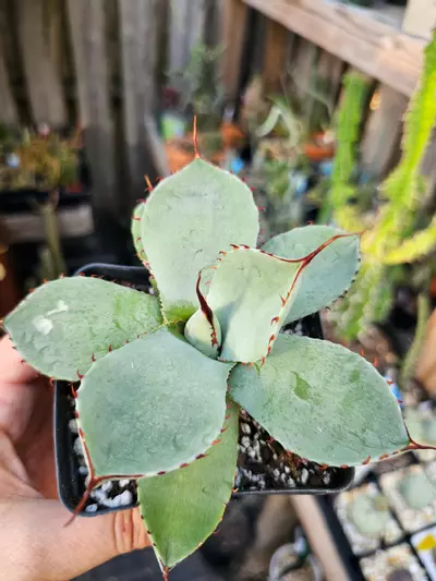 plant/Agave-0-thumbnail