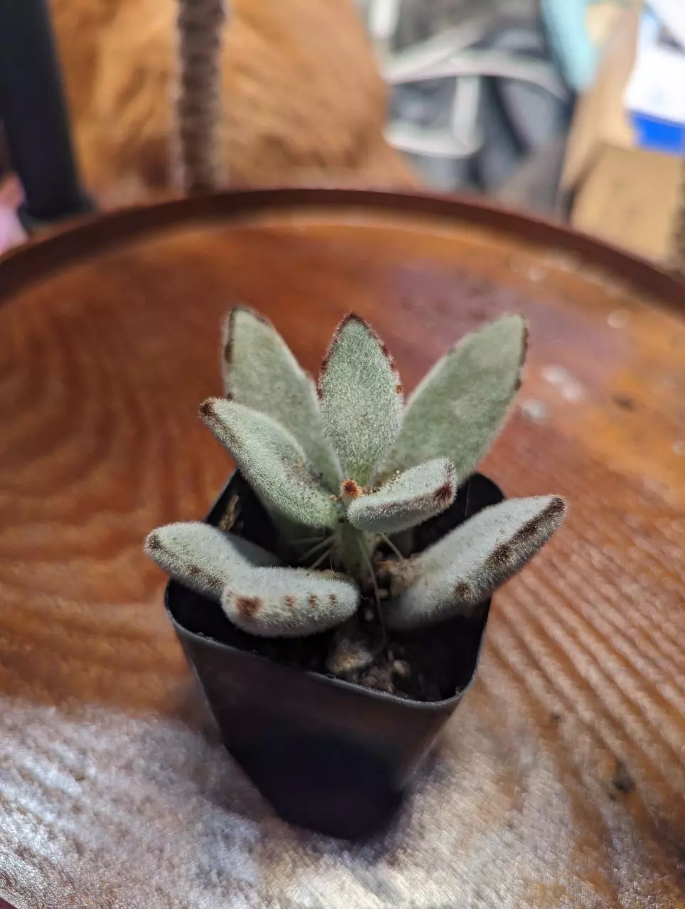 plant/Kalanchoe Tomentosa "Panda Plant"-1