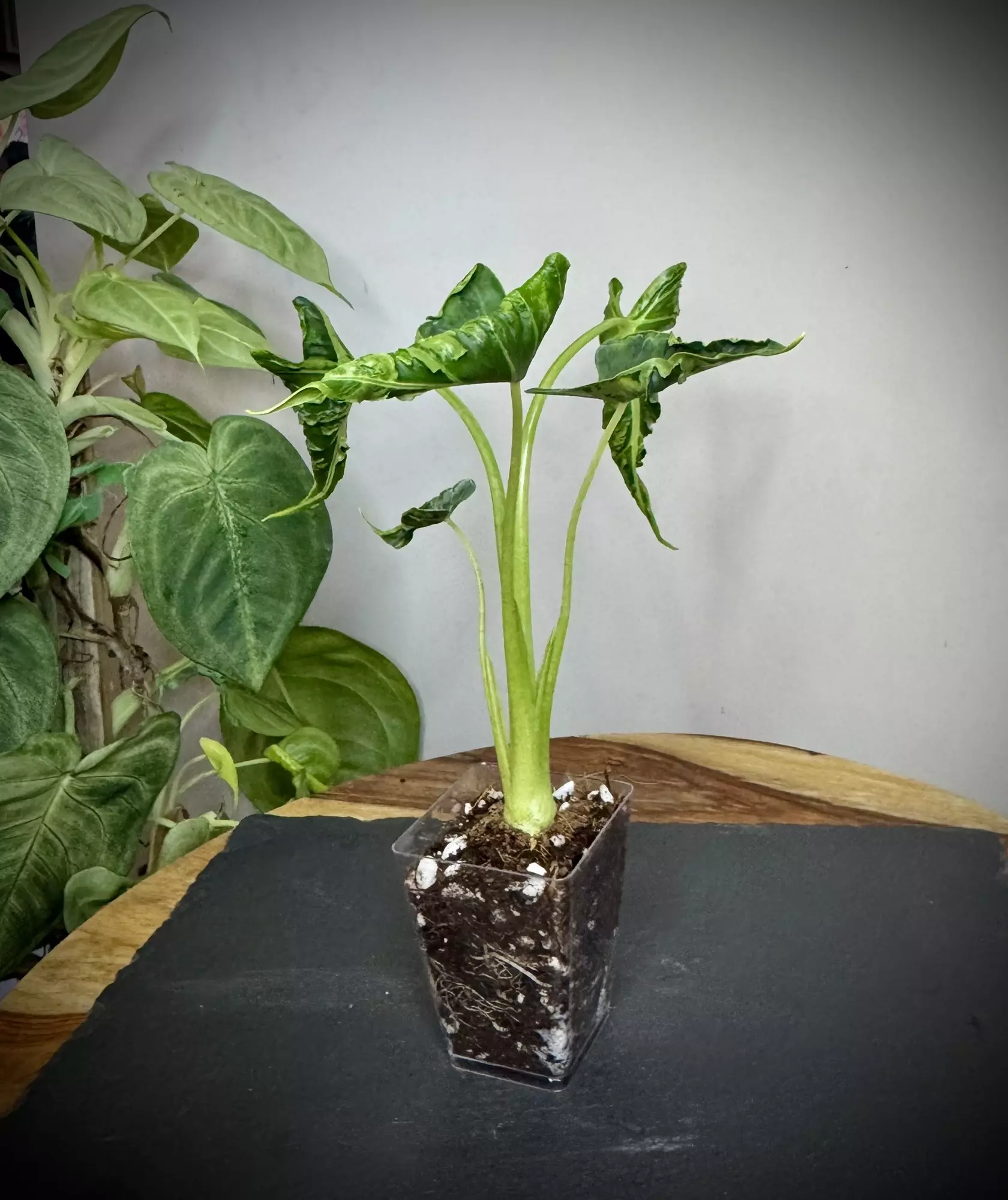 plant/Alocasia Frydek Tattoo/Emerald Tide-1