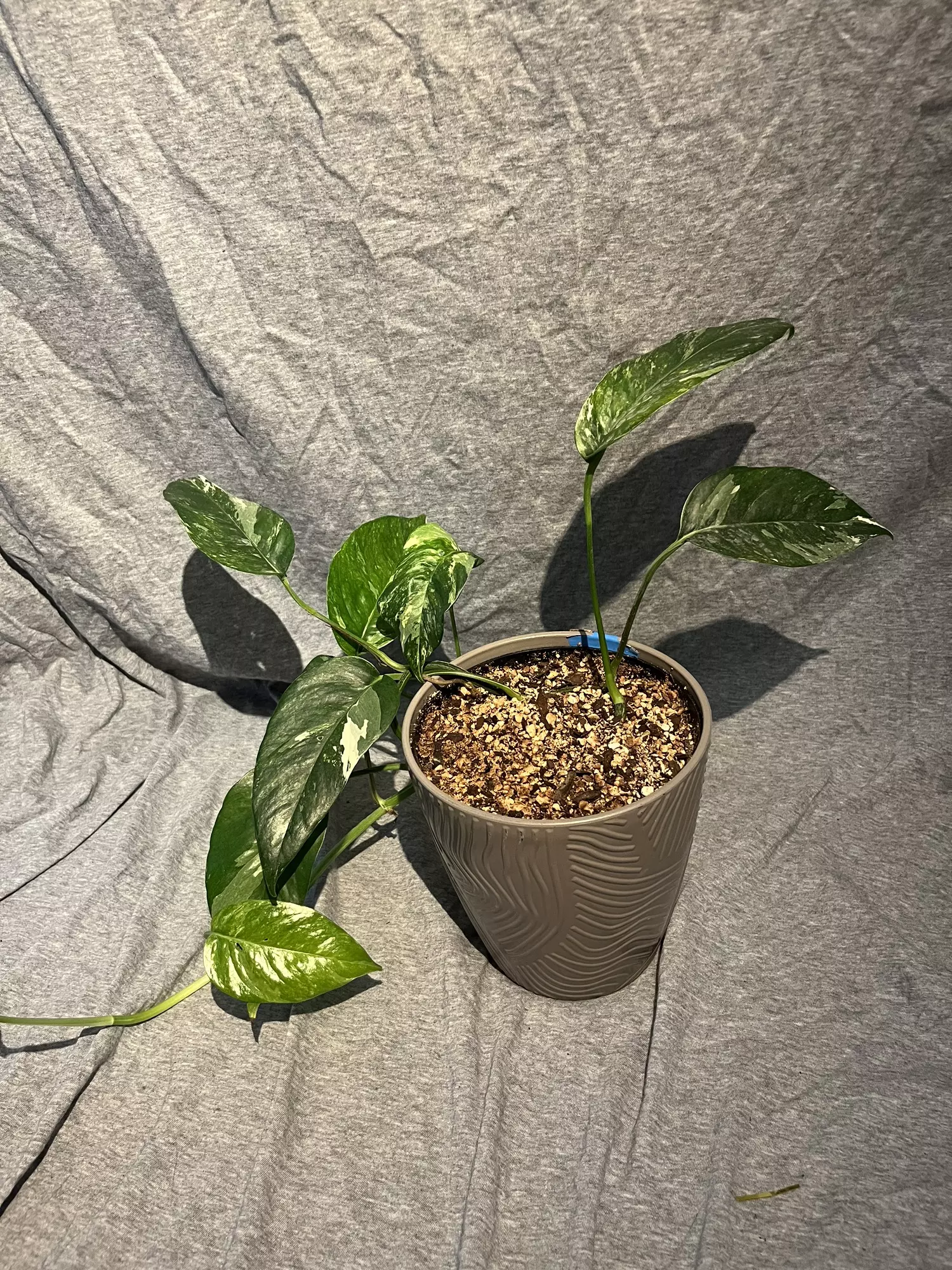 plant/epipremnum pinnatum albo-0