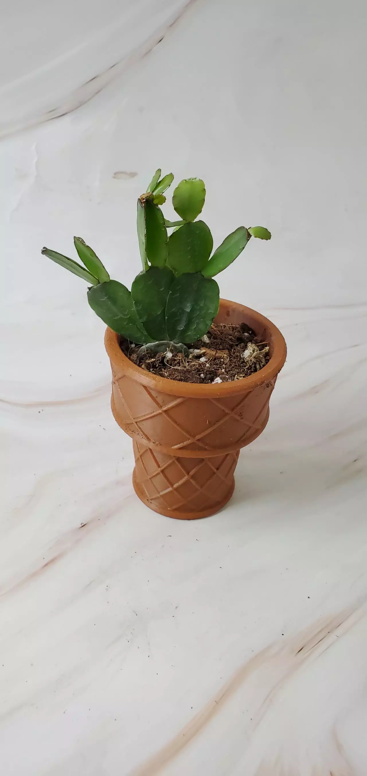 plant/🍫Icecream Cone-0