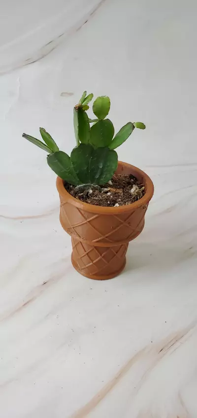 plant/🍫Icecream Cone-0-thumbnail