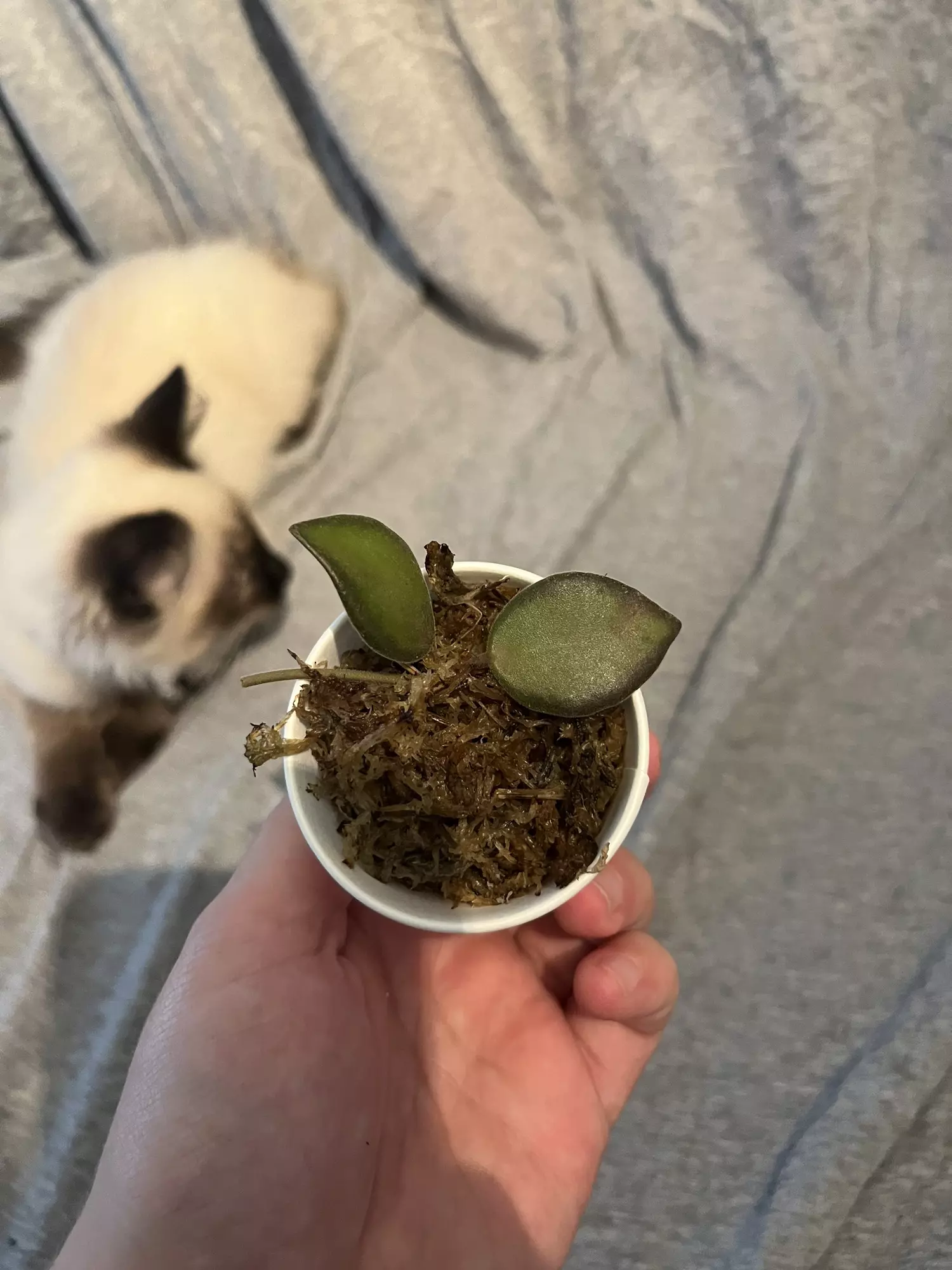 plant/Hoya NS-05-240-0