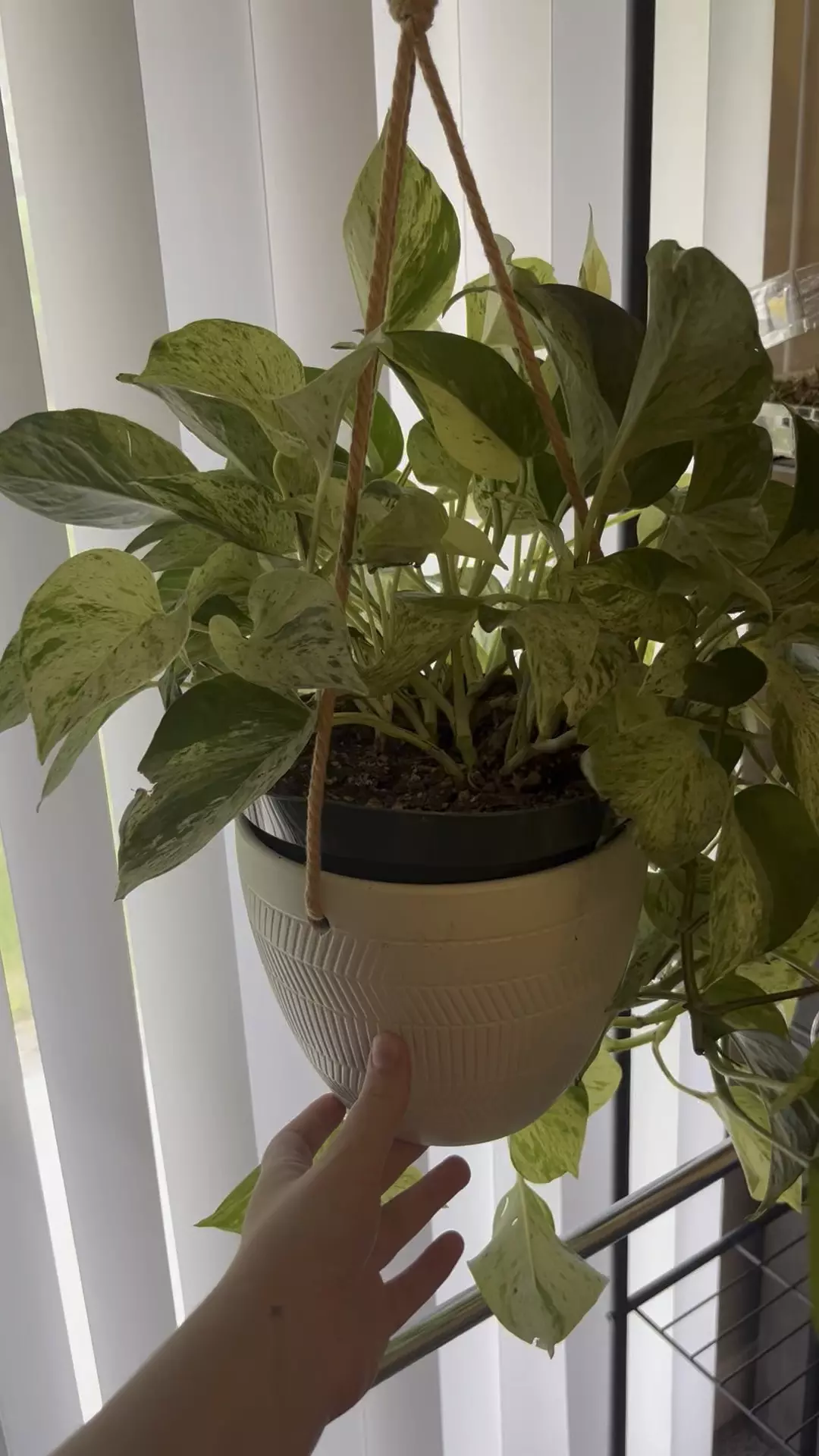 plant/Snow Queen Pothos Cutting-2
