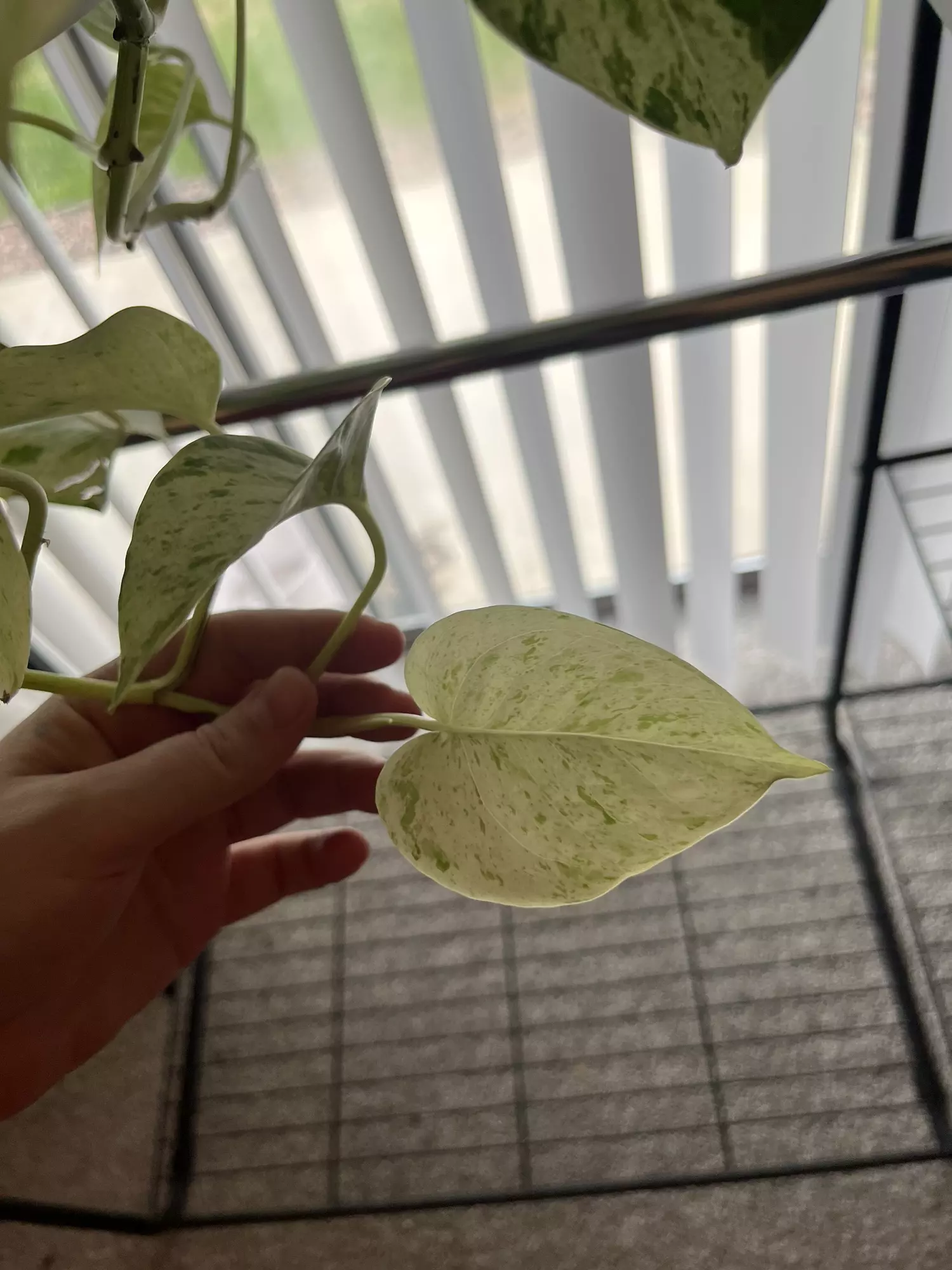 plant/Snow Queen Pothos Cutting-0